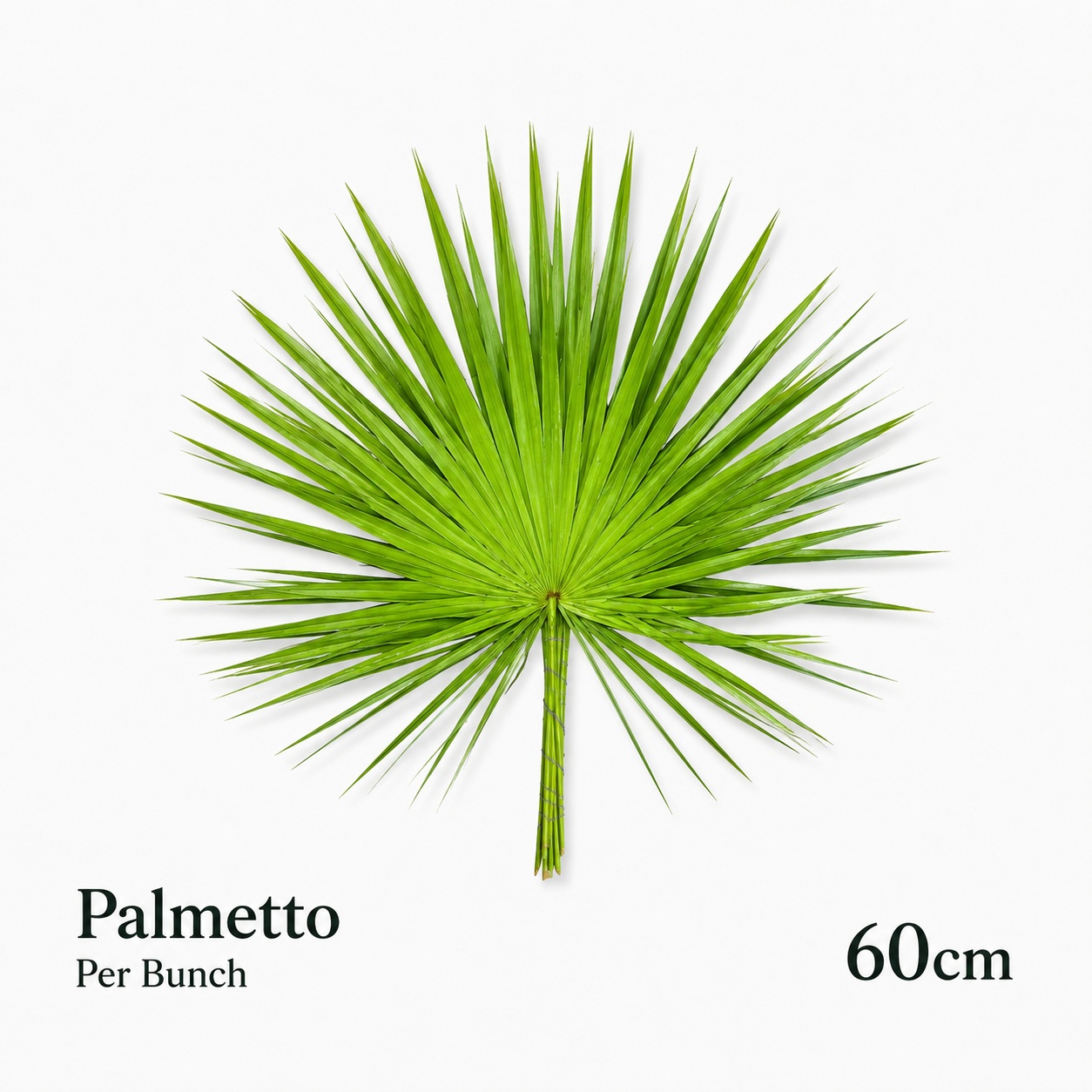 Sabal Palmetto Bs