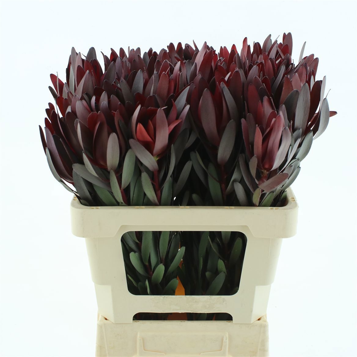 Leucadendron Safari Sunset 60cm