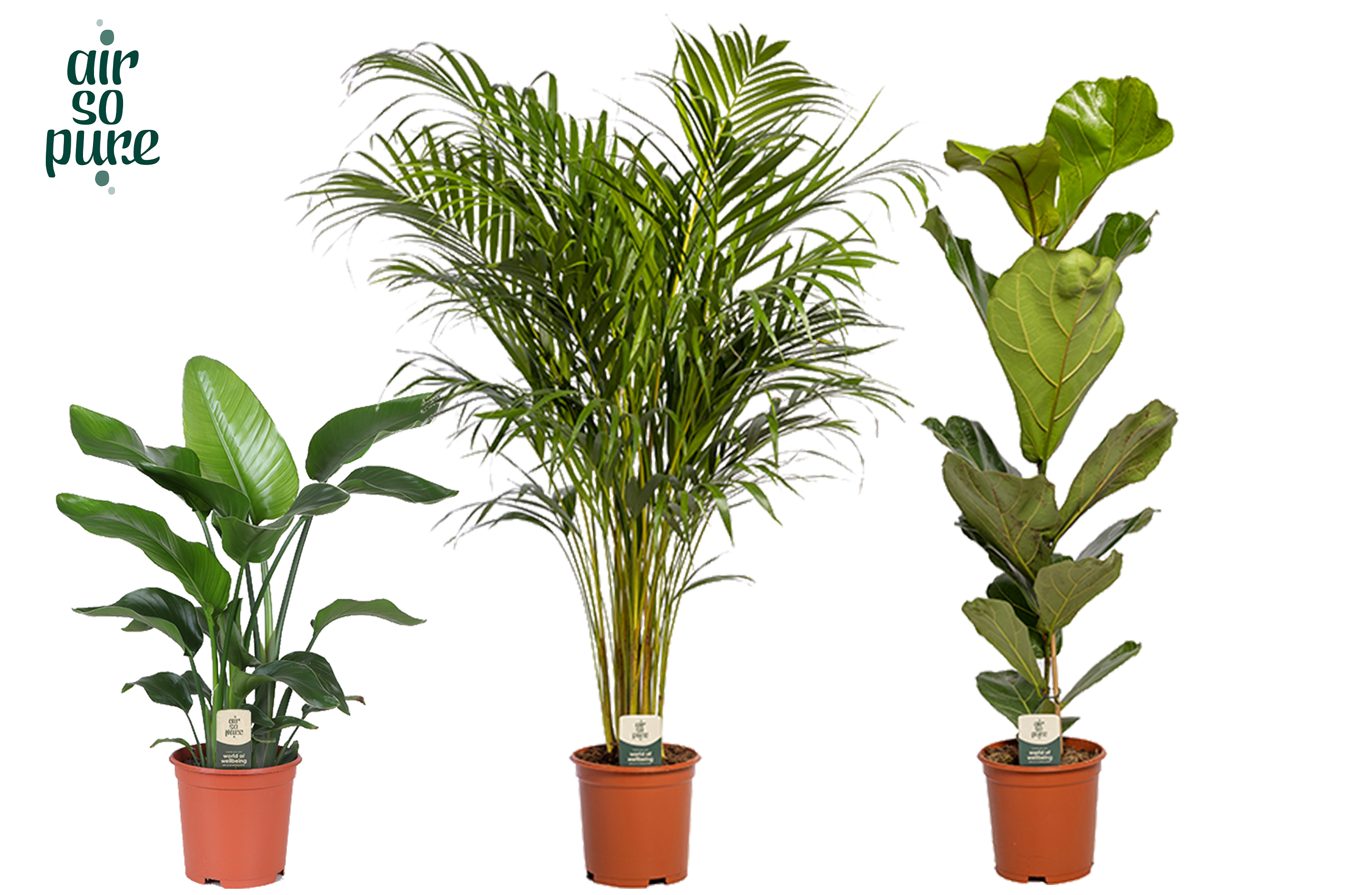 Picture of Houseplants LUXE Air So Pure P21 95CM (LOOSE)