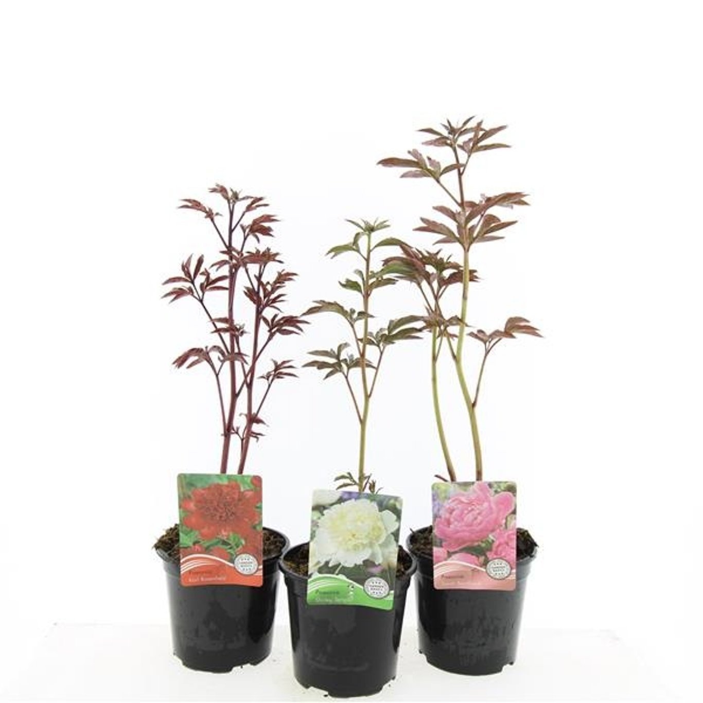 Paeonia mix