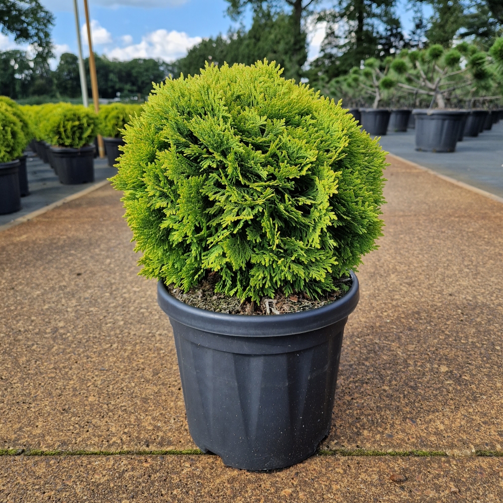 Picture of Thuja occ. Mirjam C6 25/30 (LOOSE)