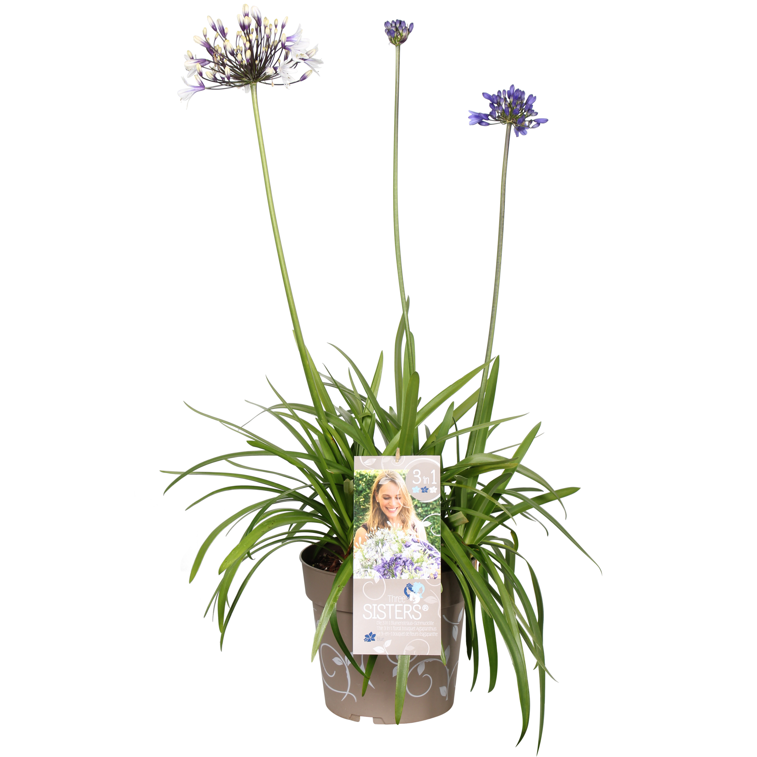 Picture of Agapanthus hybr. Three Sisters P23 (5 Ltr)