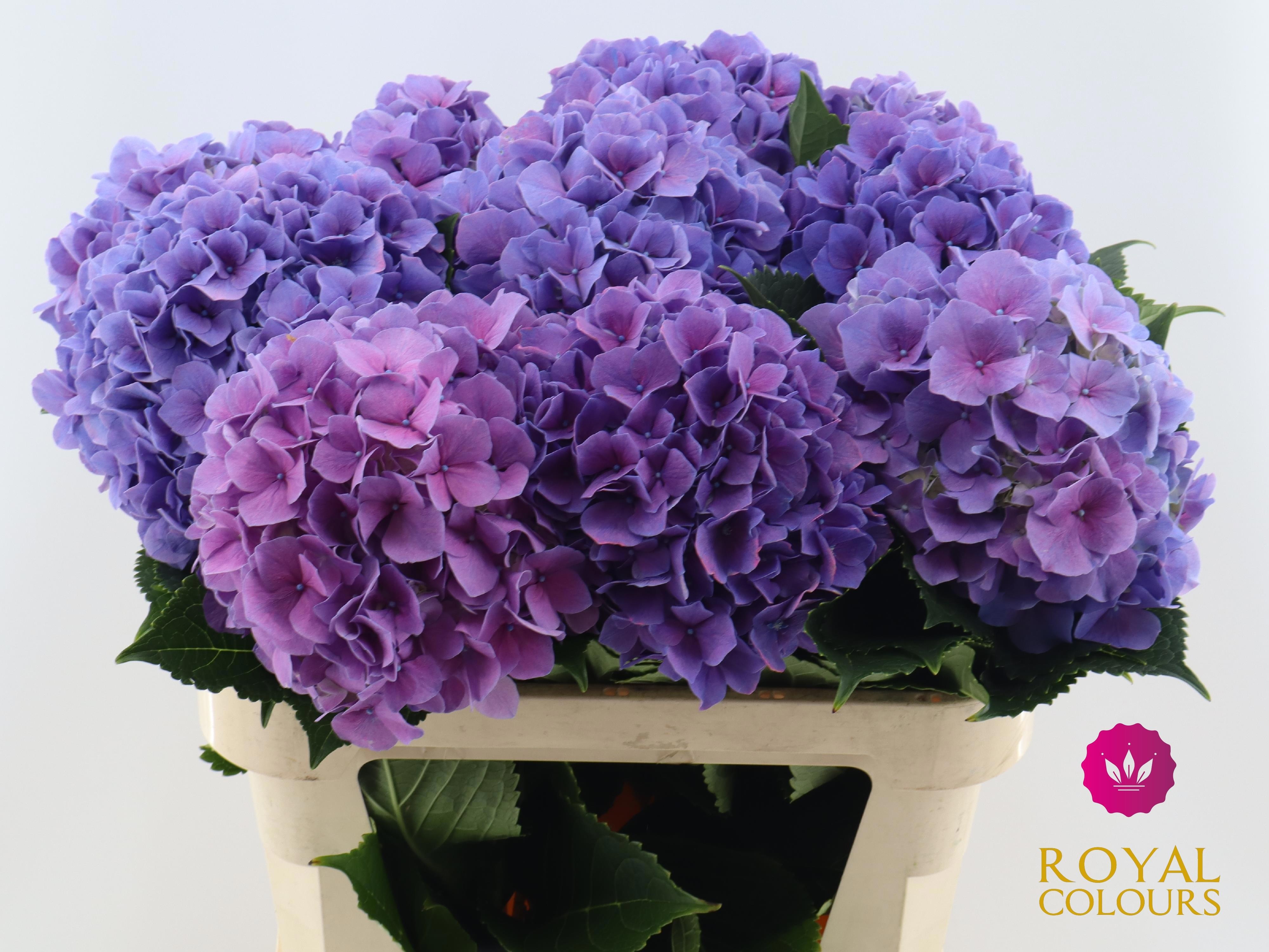 Hydrangea Cassanova 80cm 22Ø