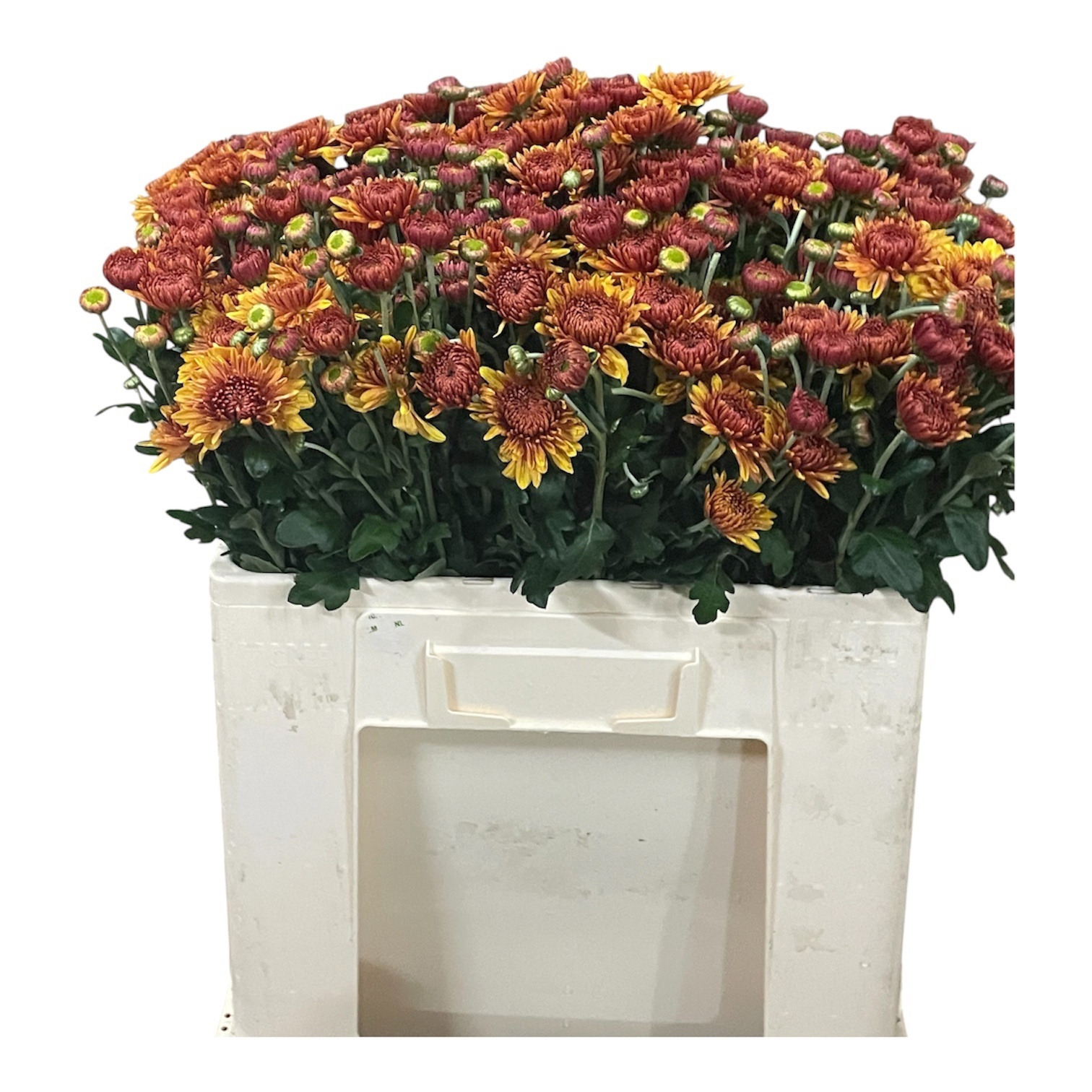 Chrys Spray Blenda 50cm 45gram
