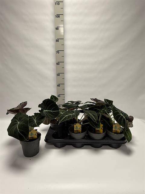 Alocasia 'Black Velvet' - Alocasia