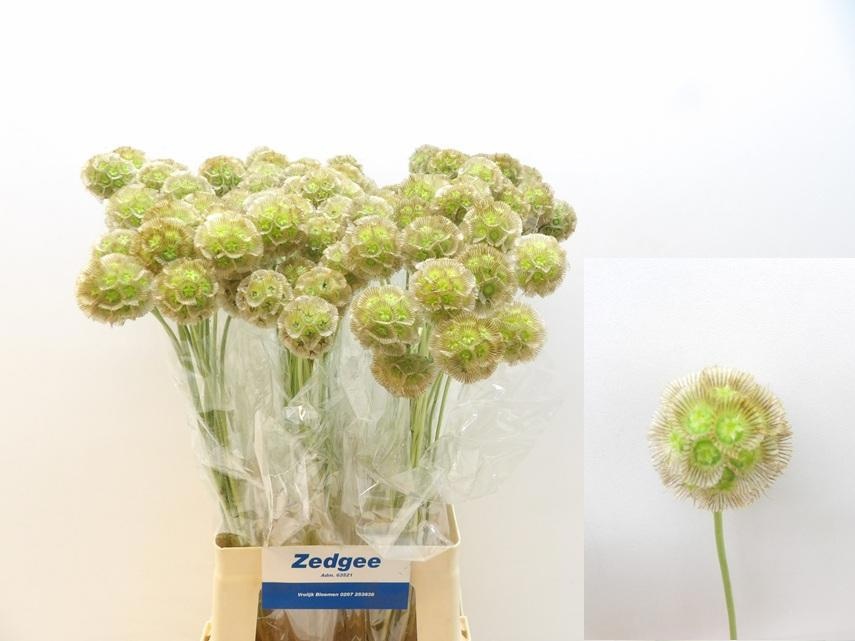 Scabiosa Pods 70cm