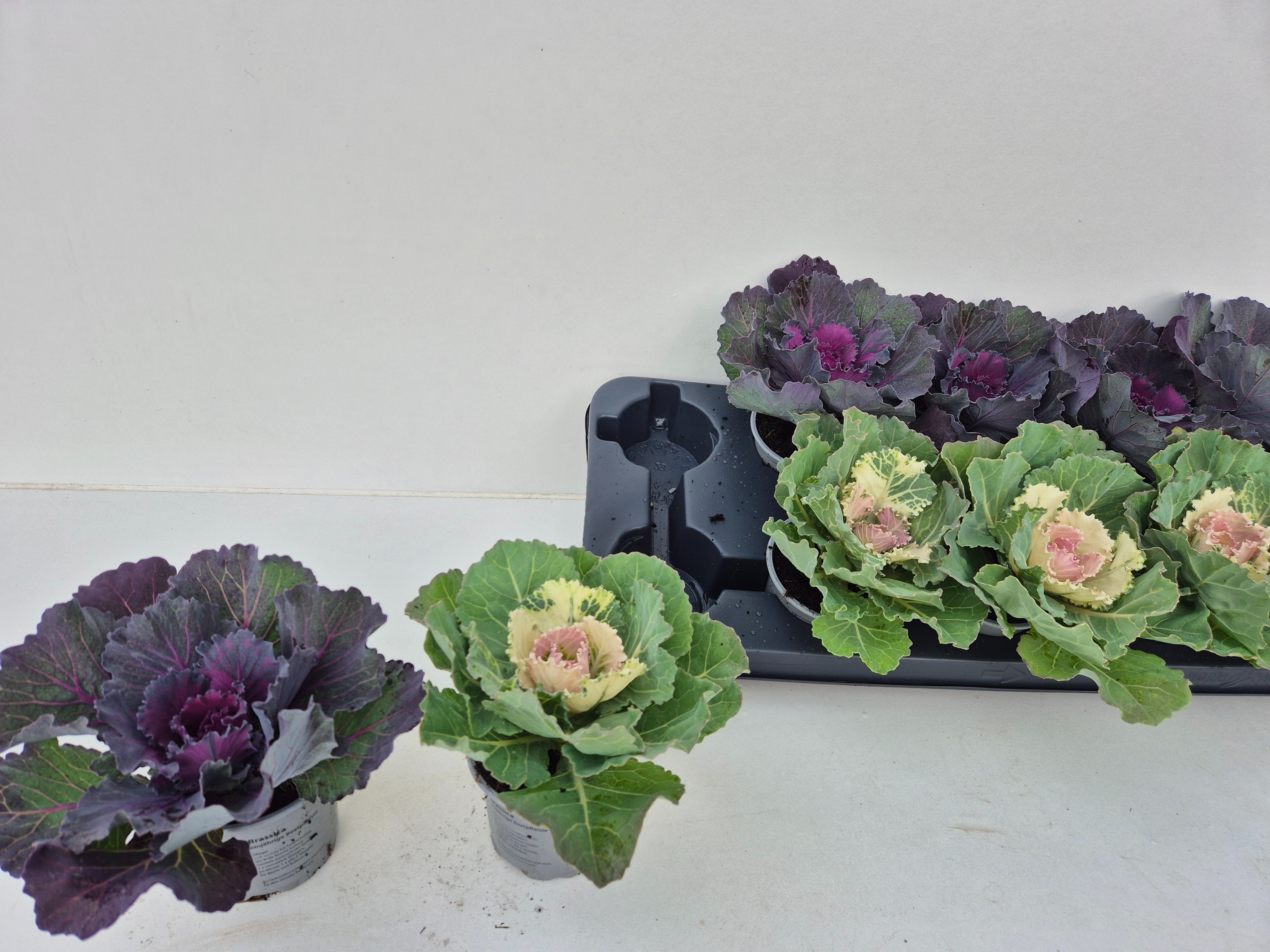 Brassica oleracea (sierkool) - Overige een-/tweejarigen