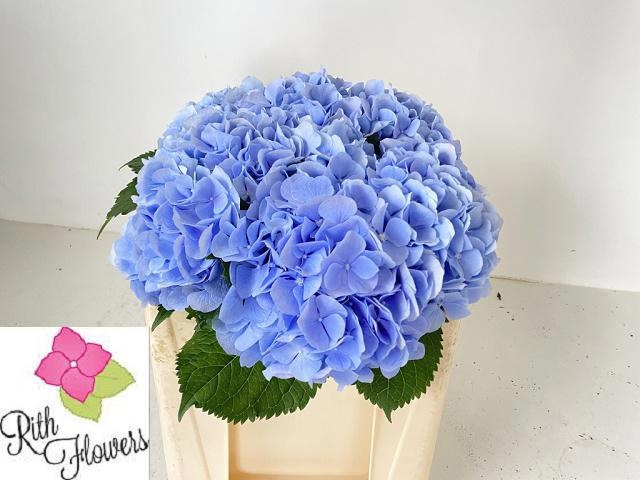 Hydrangea Verena Blue 50cm 16Ø