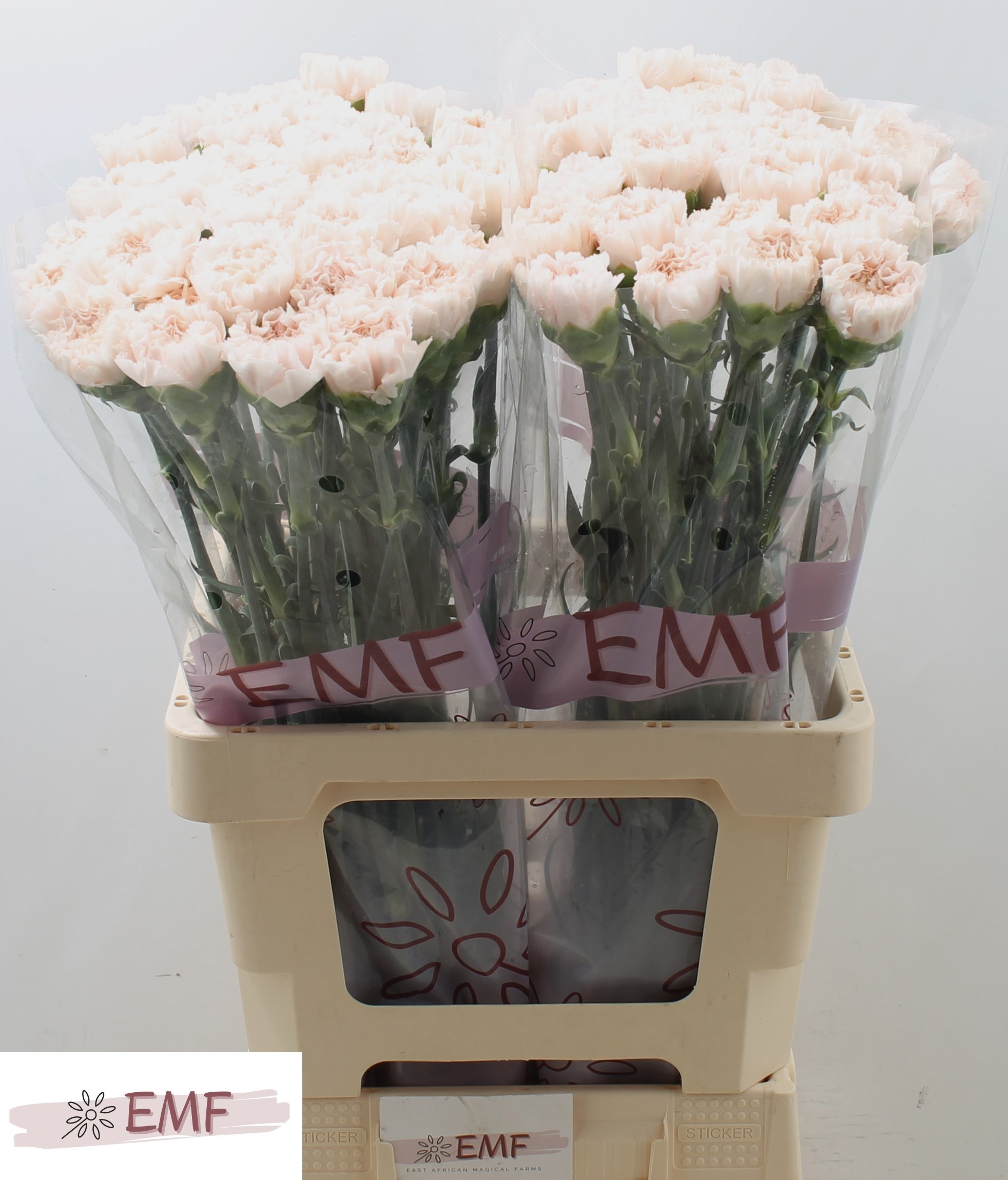 Dianthus St Signorelli 60cm