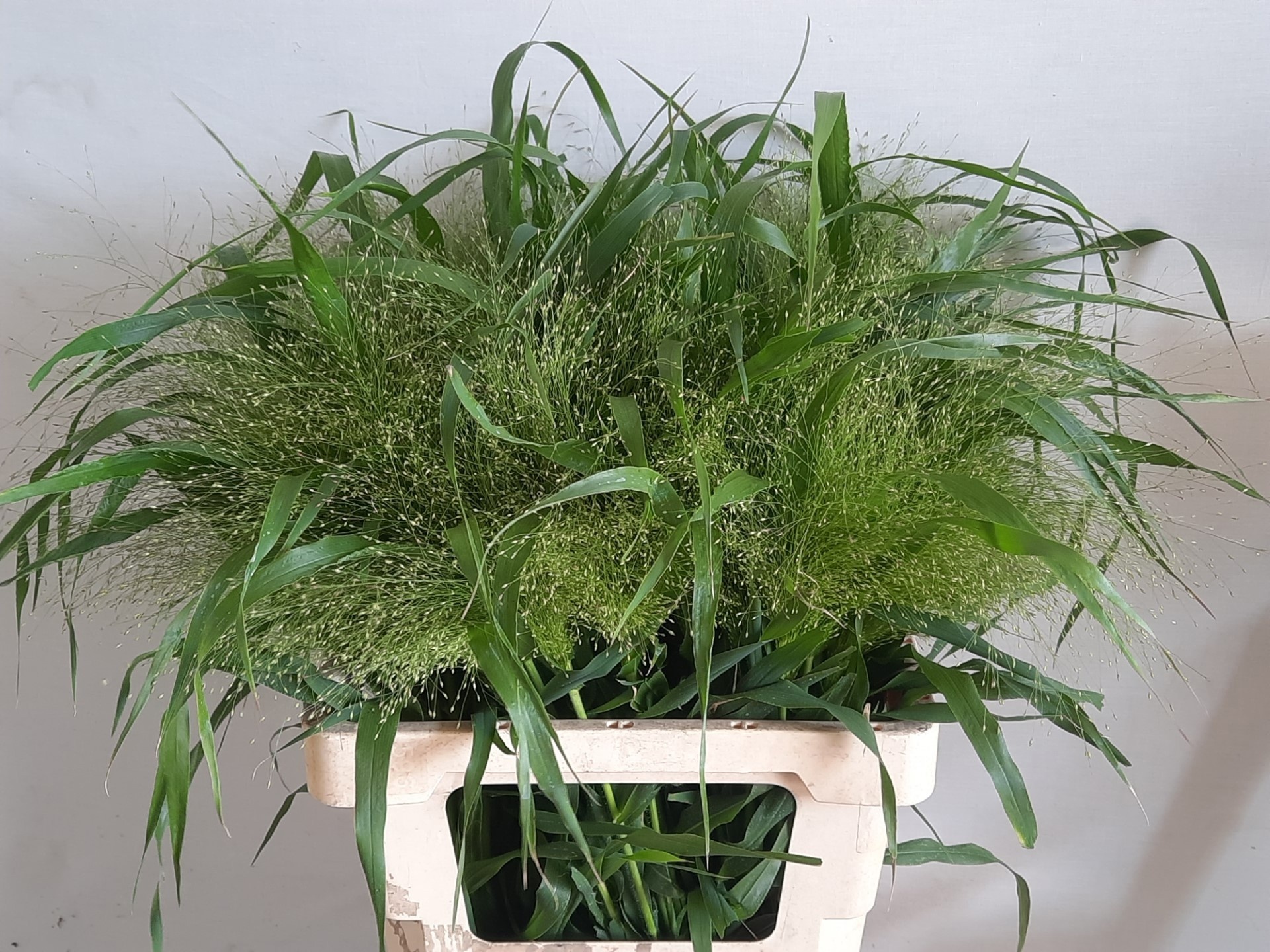 Panicum Fountain 70cm