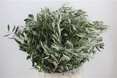Olea Europaea Per Bunch 70cm 300gram