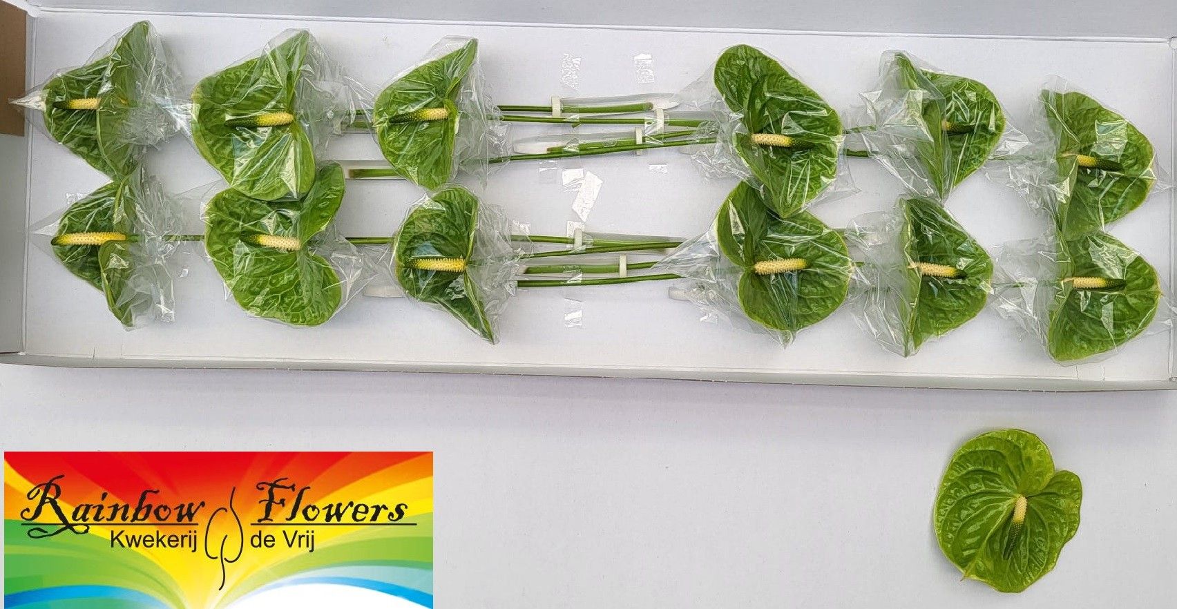 Anthurium Midori 13Ø