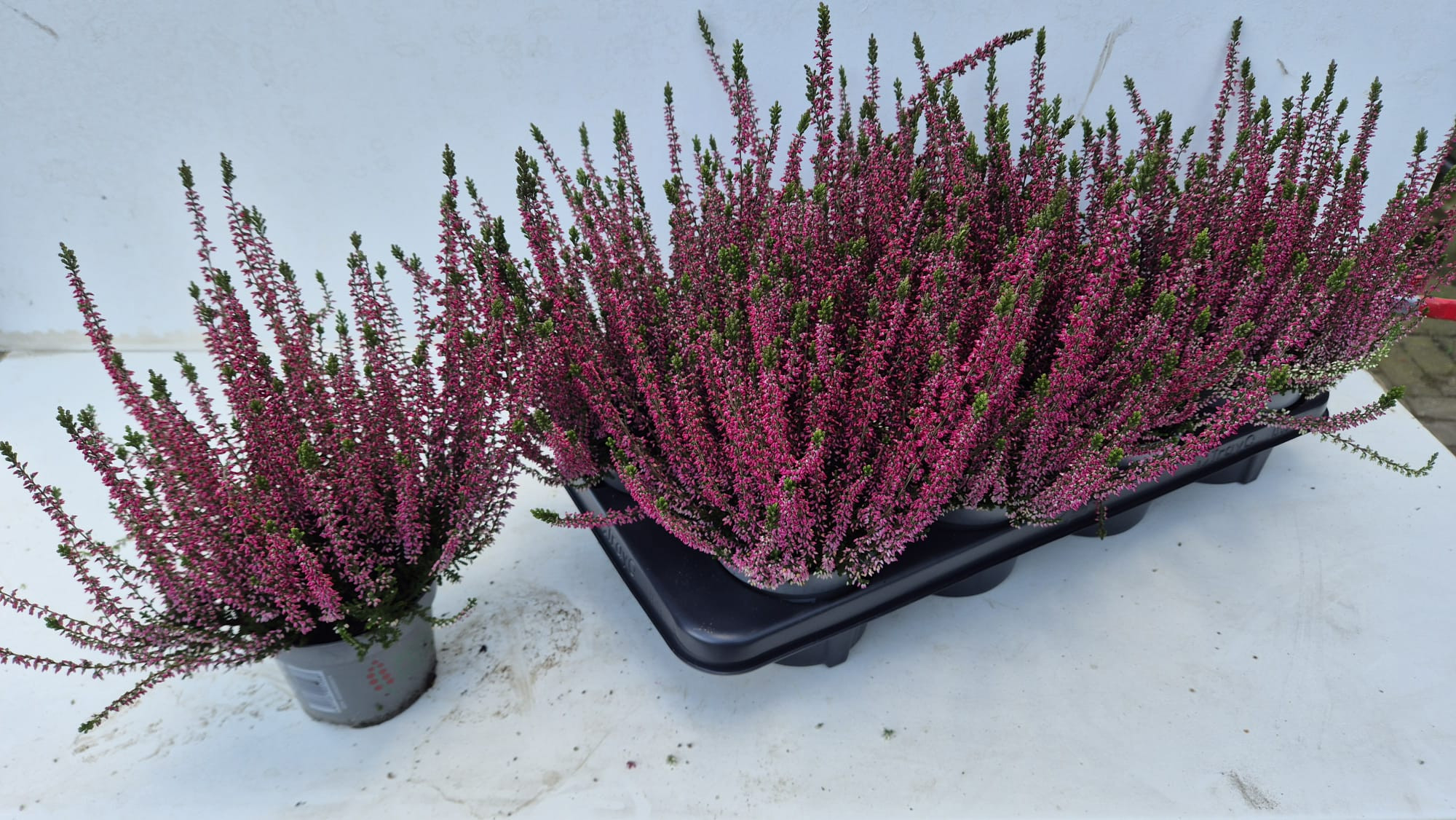 Calluna vulgaris Beauty Ladies Selly - Struikhei