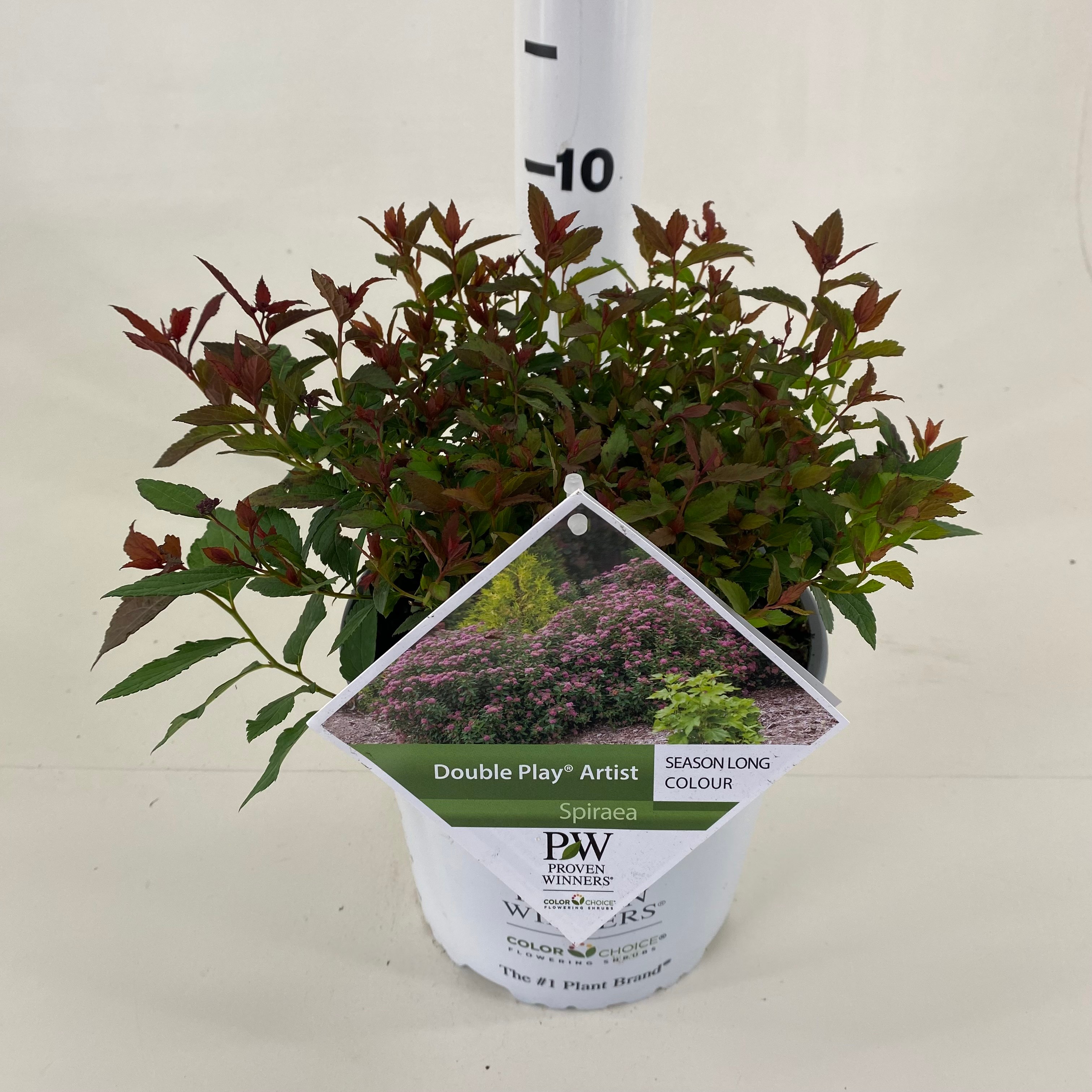 Picture of Spiraea Double Play ® Artist P19 (3 Ltr)