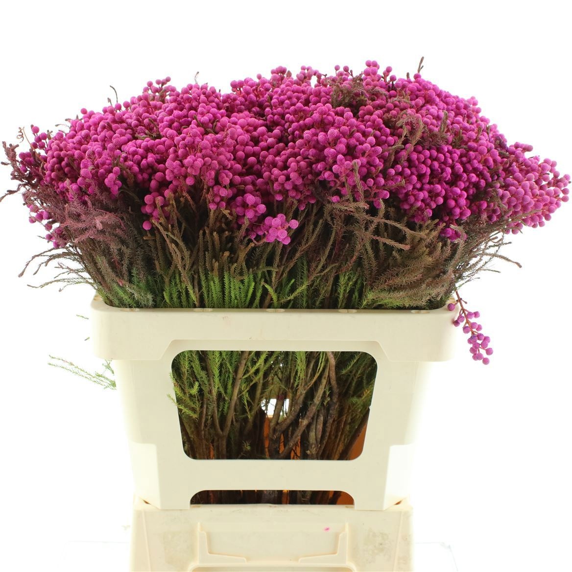 Cape Green (BERZELIA) 50cm