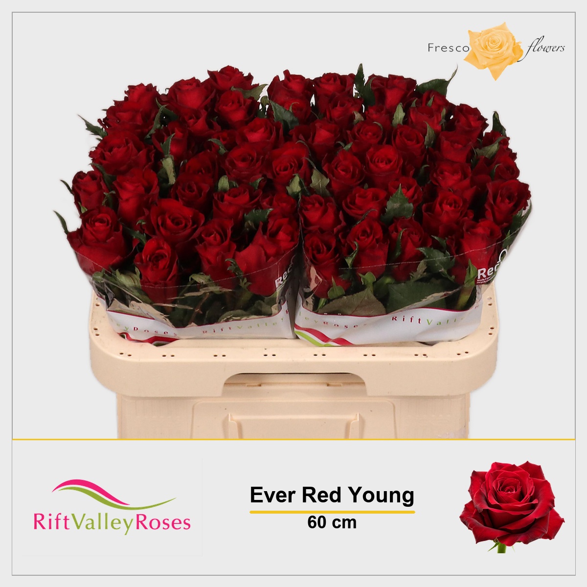 Rosa Ever Red 60cm