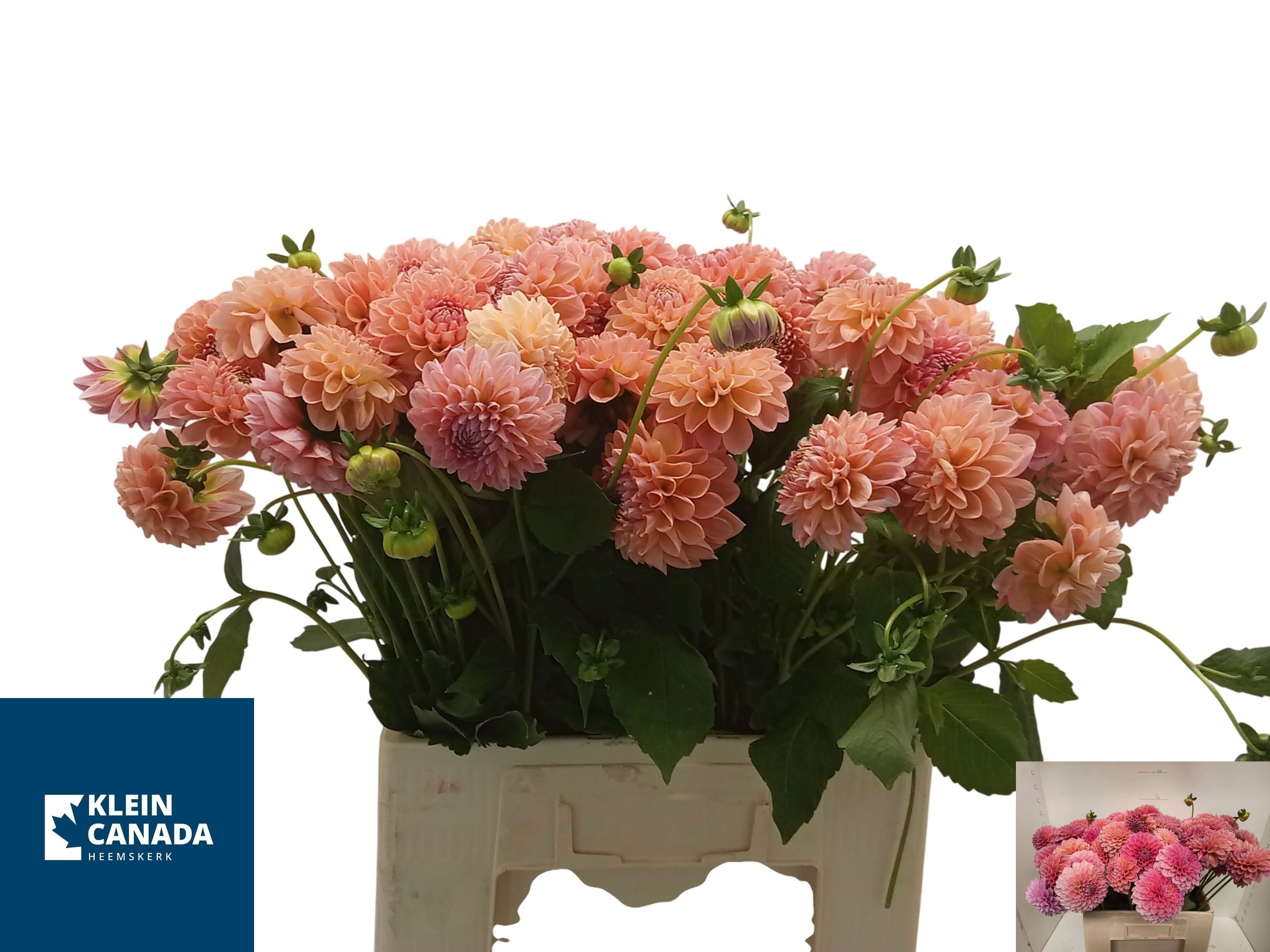 Dahlia Lindas Baby 60cm
