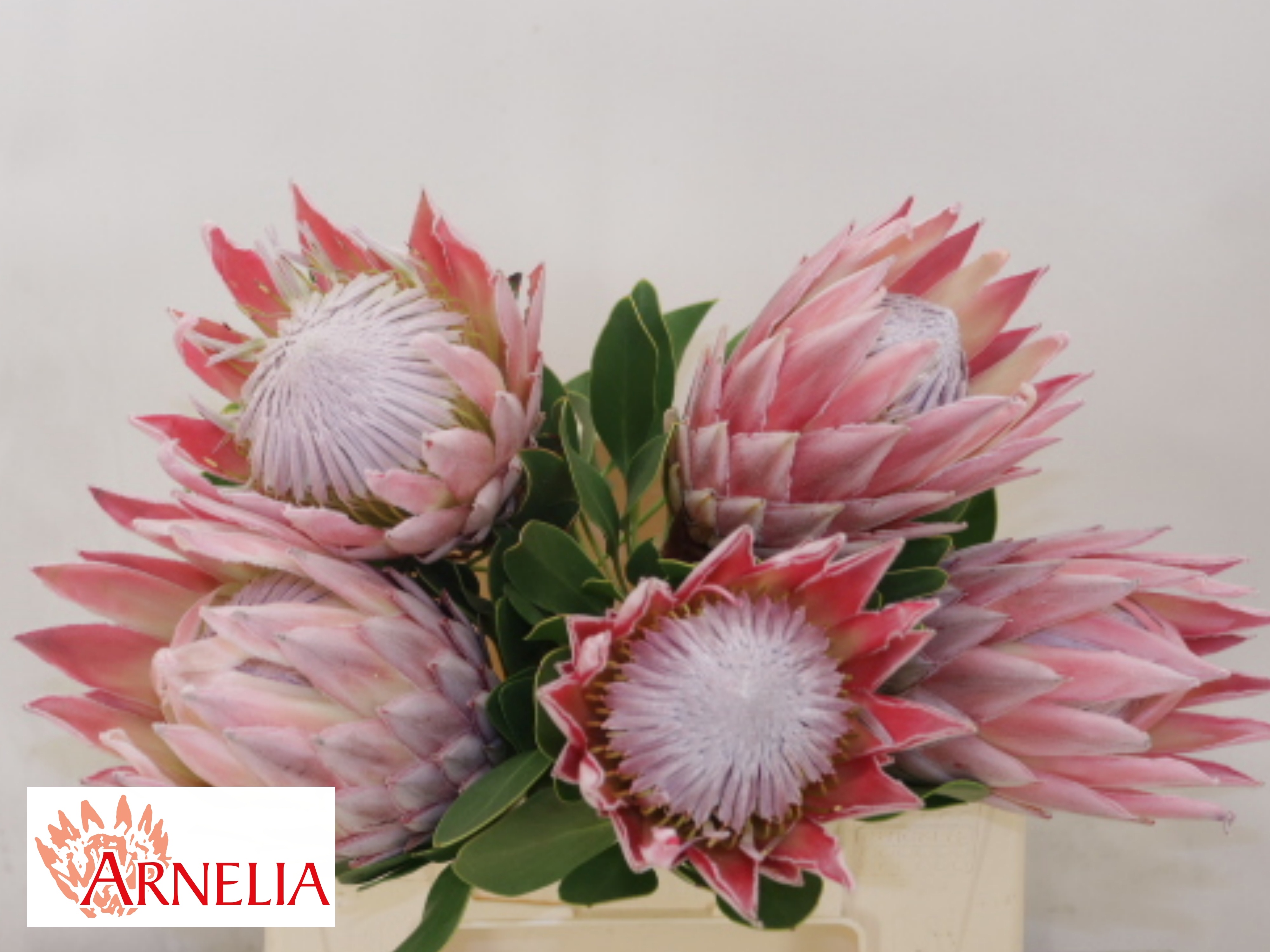Protea Cynaroides 40cm