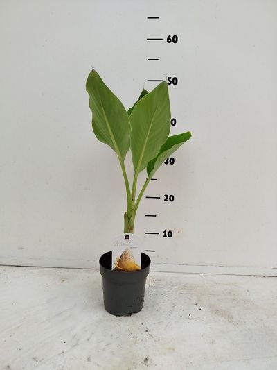 Musella lasiocarpa PL