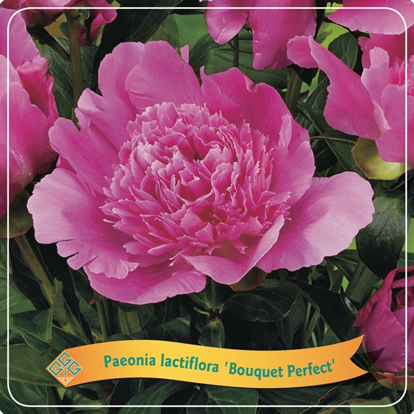 Picture of Paeonia Lactiflora mix shelve C5