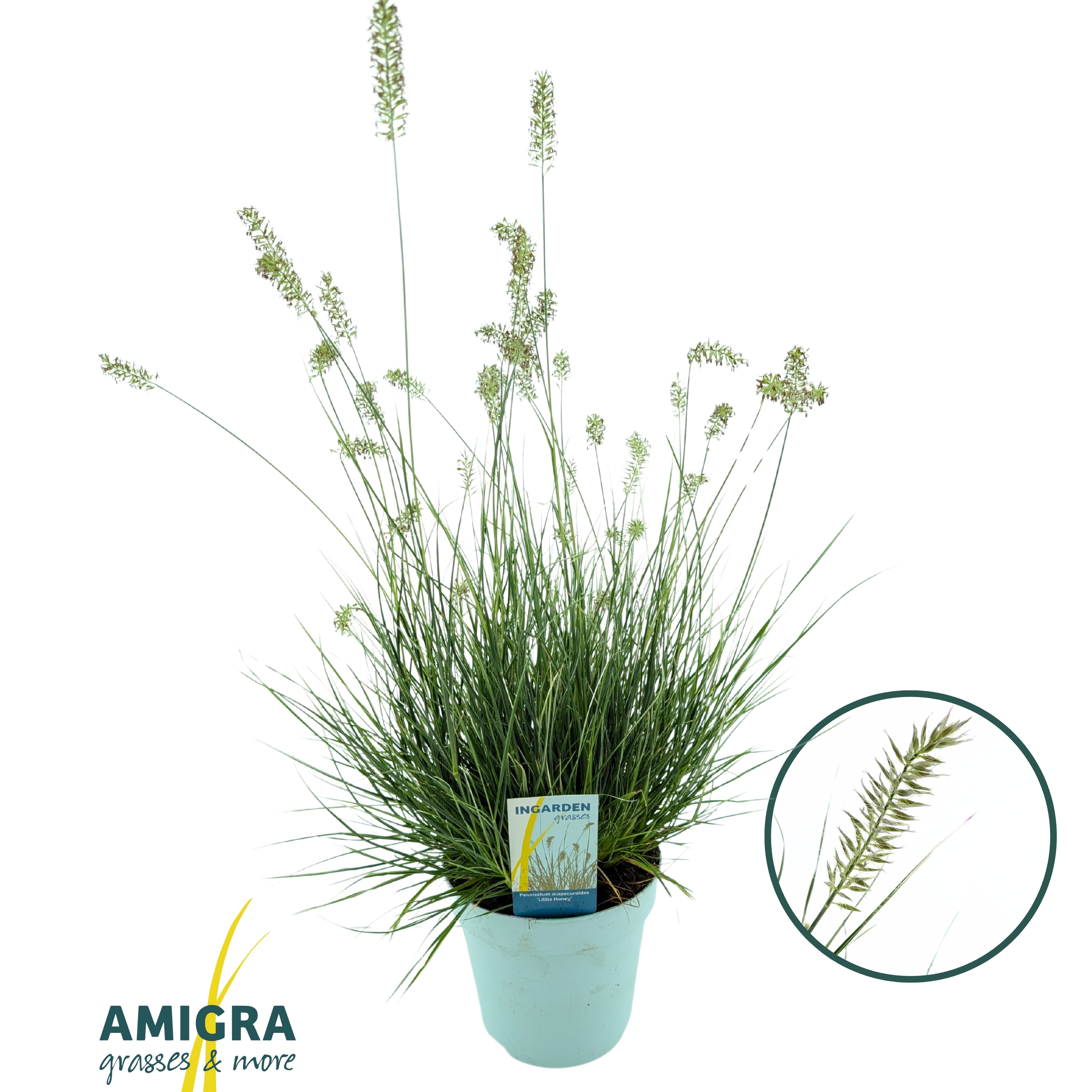 Picture of Pennisetum alopecuroides 'Litte Honey'