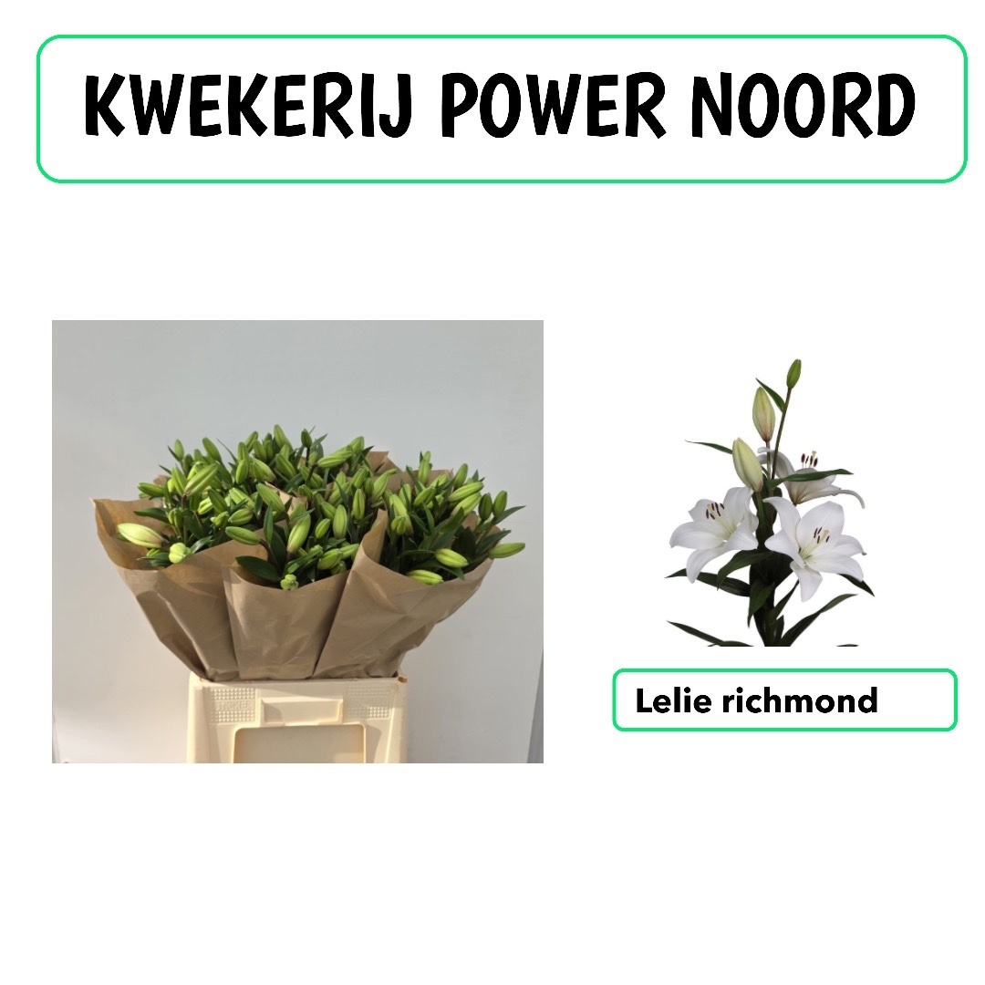Lilium La Richmond 70cm 3/5bl