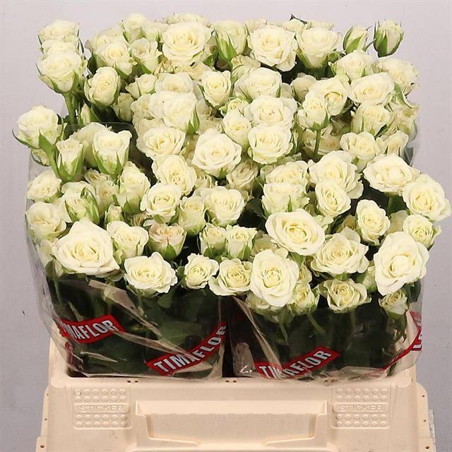 Rosa Spr Snowflake 40cm
