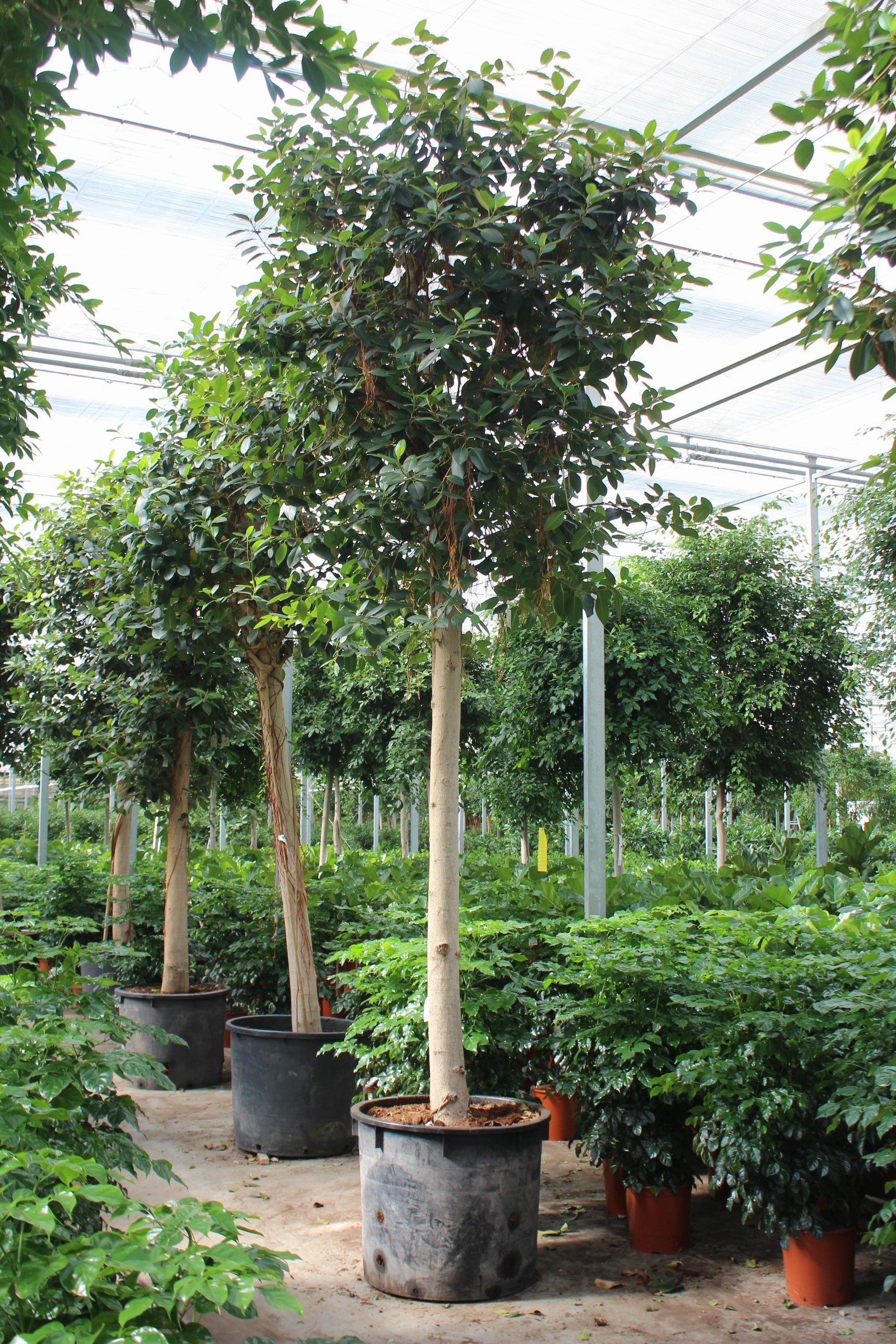 Ficus Australis