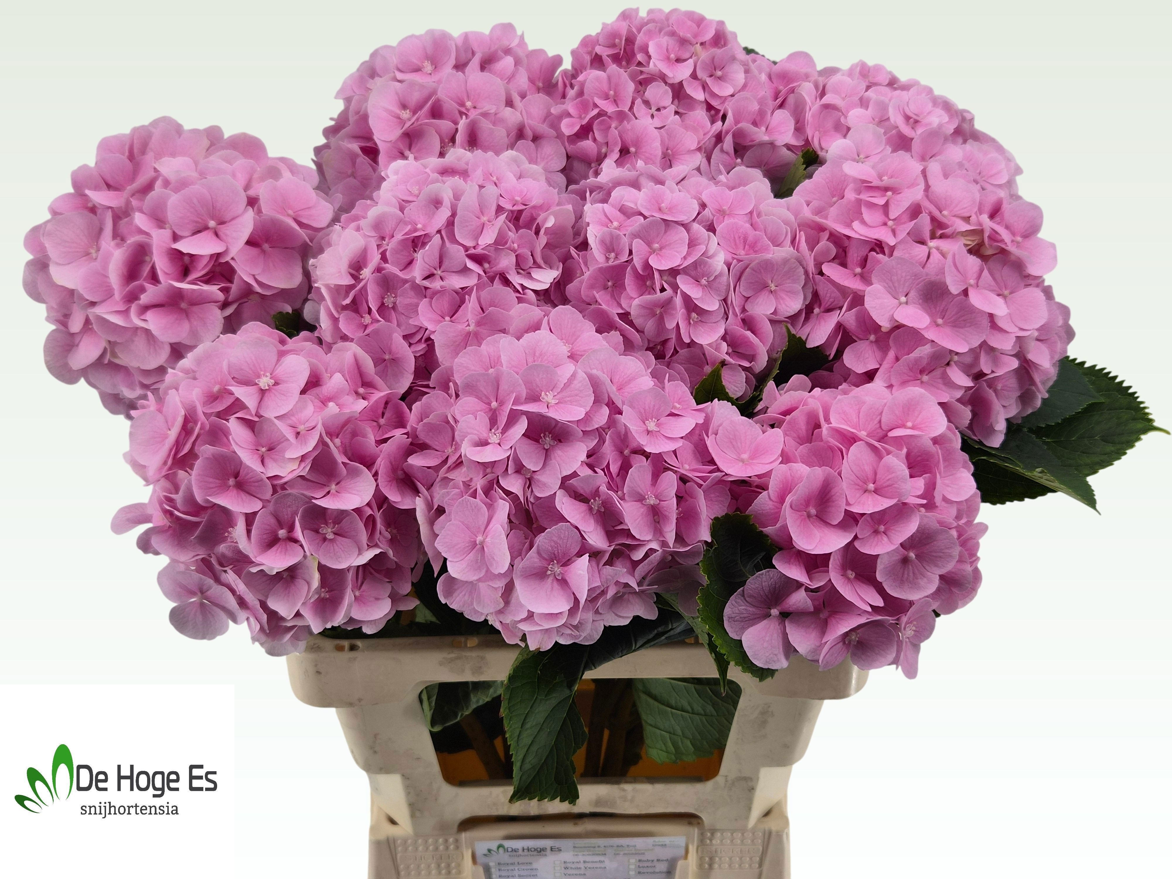 Hydrangea Verena Pink 60cm 18Ø