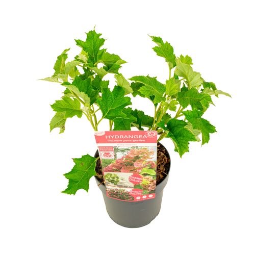 Hydrangea que. 'Ruby Slippers' ®p19 Son