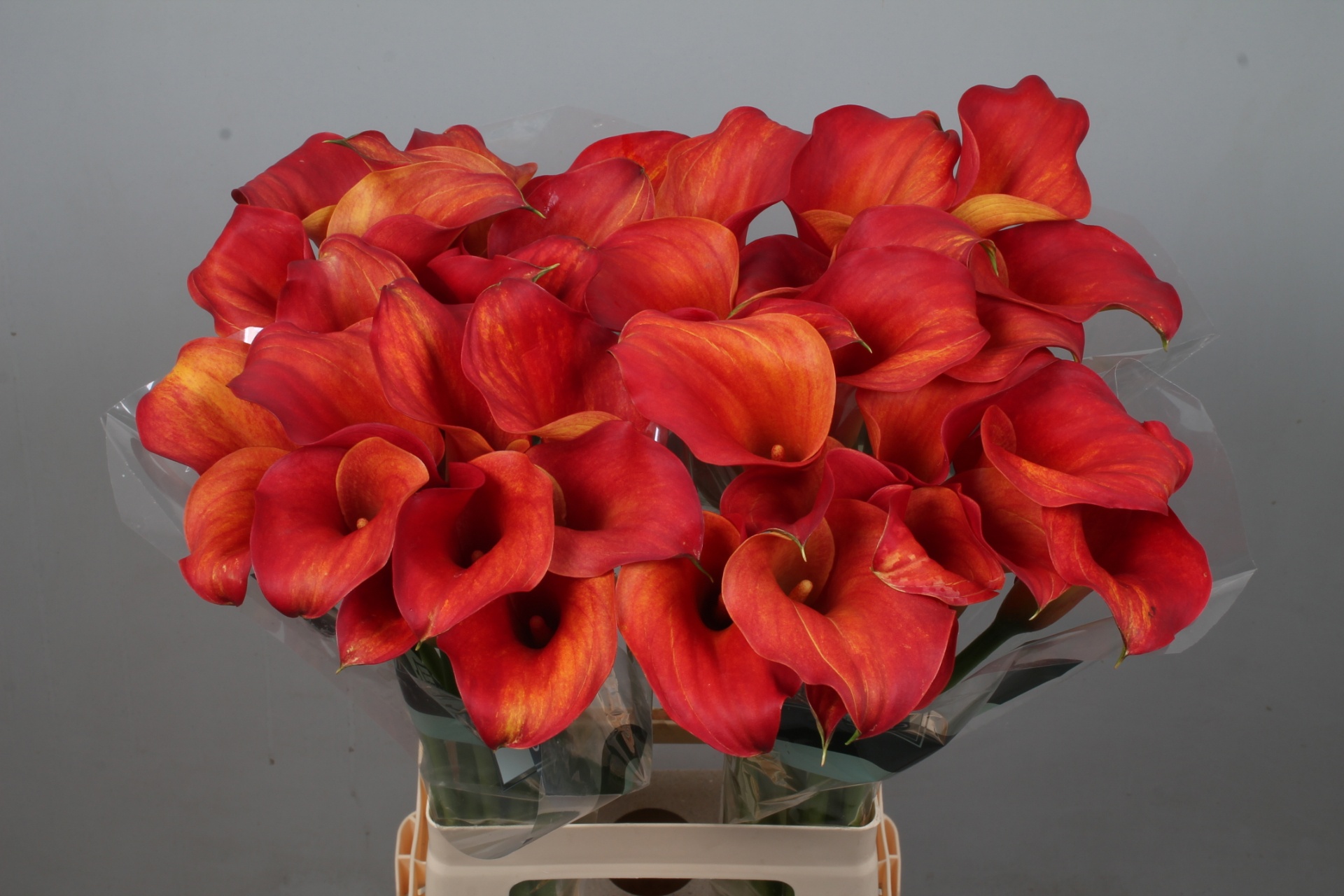 Calla Capt Trinity 70cm
