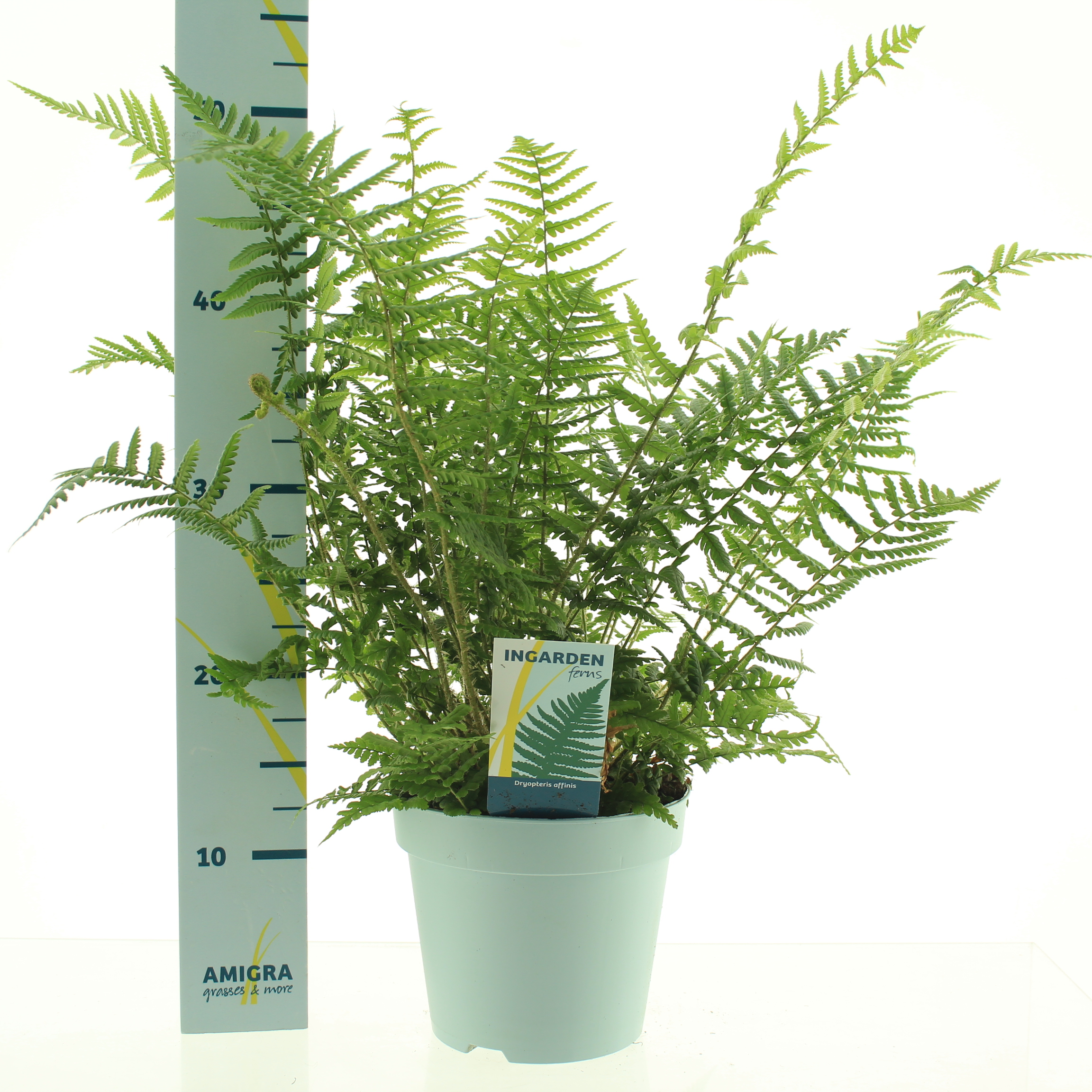 Picture of Dryopteris affinis P17 (2 Ltr)