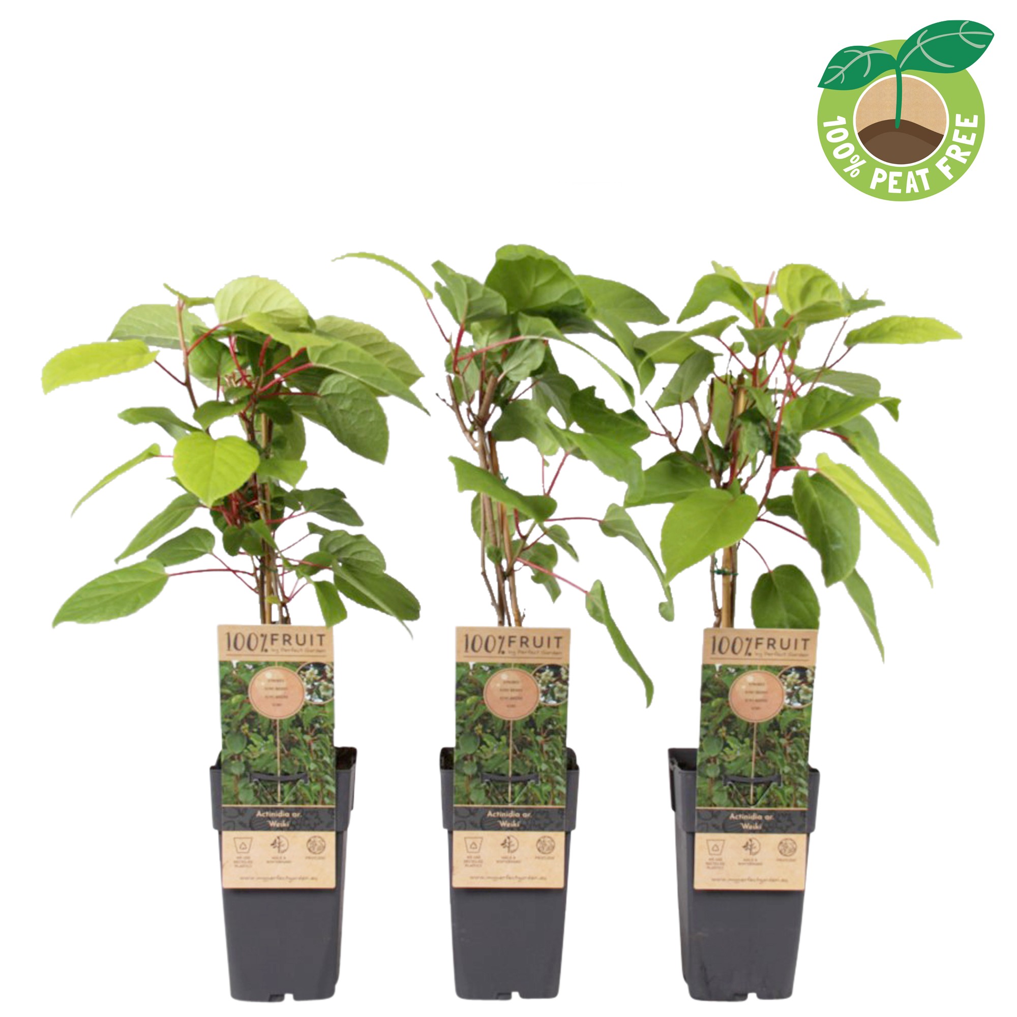 Picture of Actinidia arguta Weiki P15 (2 Ltr/high)