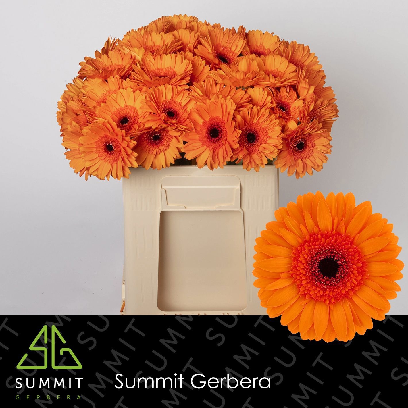 Gerbera Maddox 50cm 10Ø