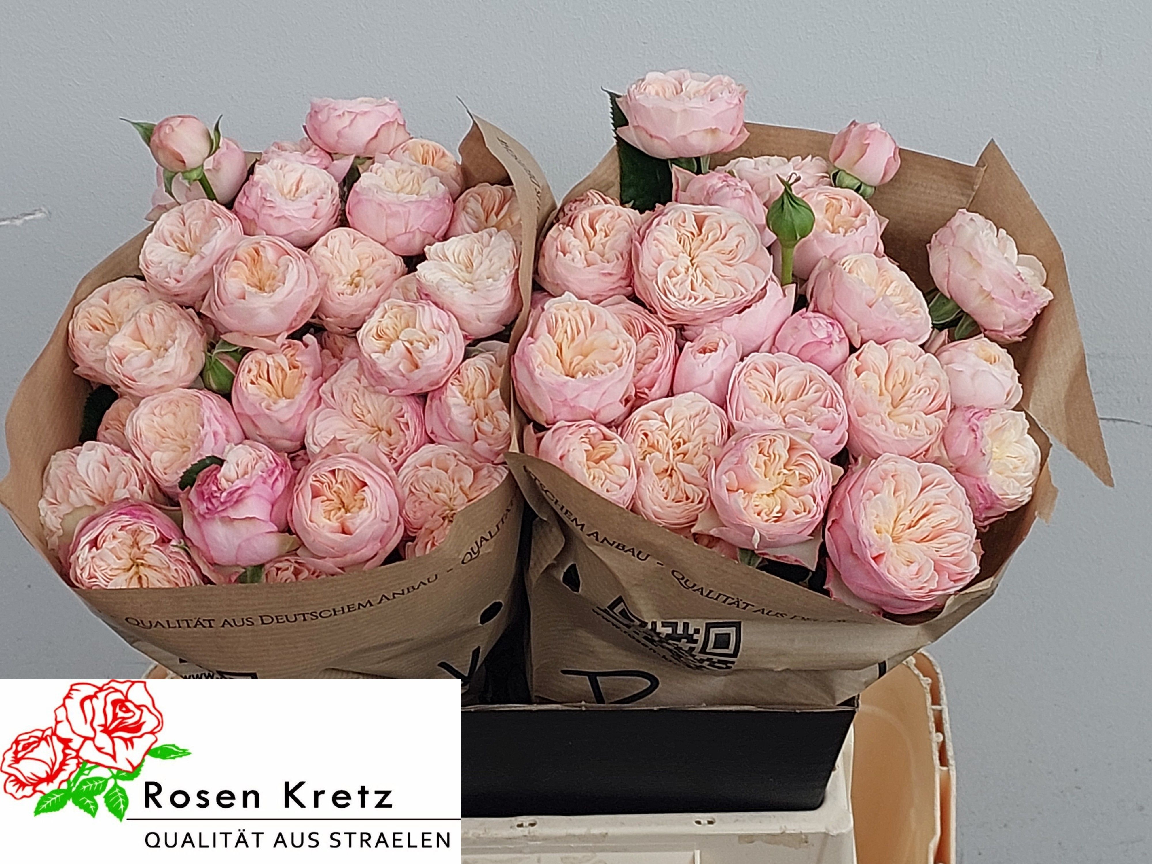 Rosa Spr Royal Blush 40cm