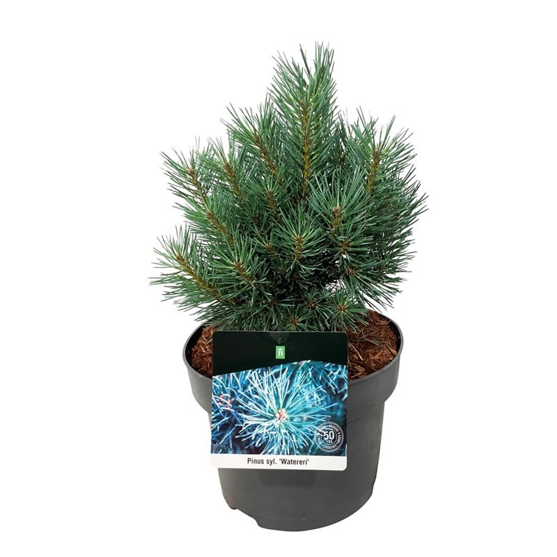 Picture of Pinus sylv. 'Watereri'