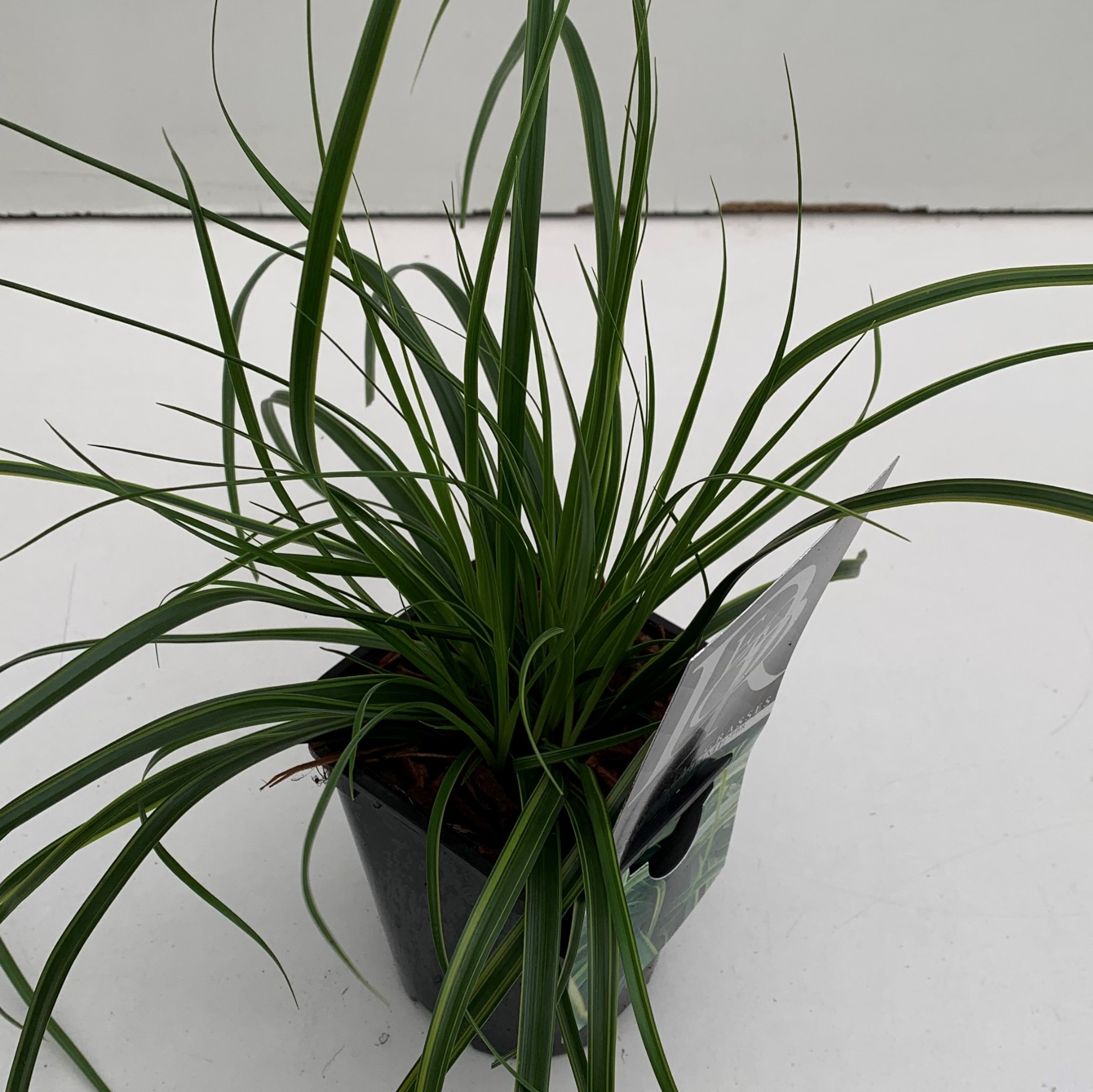 Picture of Carex Everlime P13-SQUARE