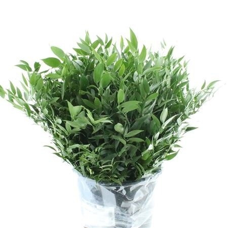 Ruscus Aculeatus Bs