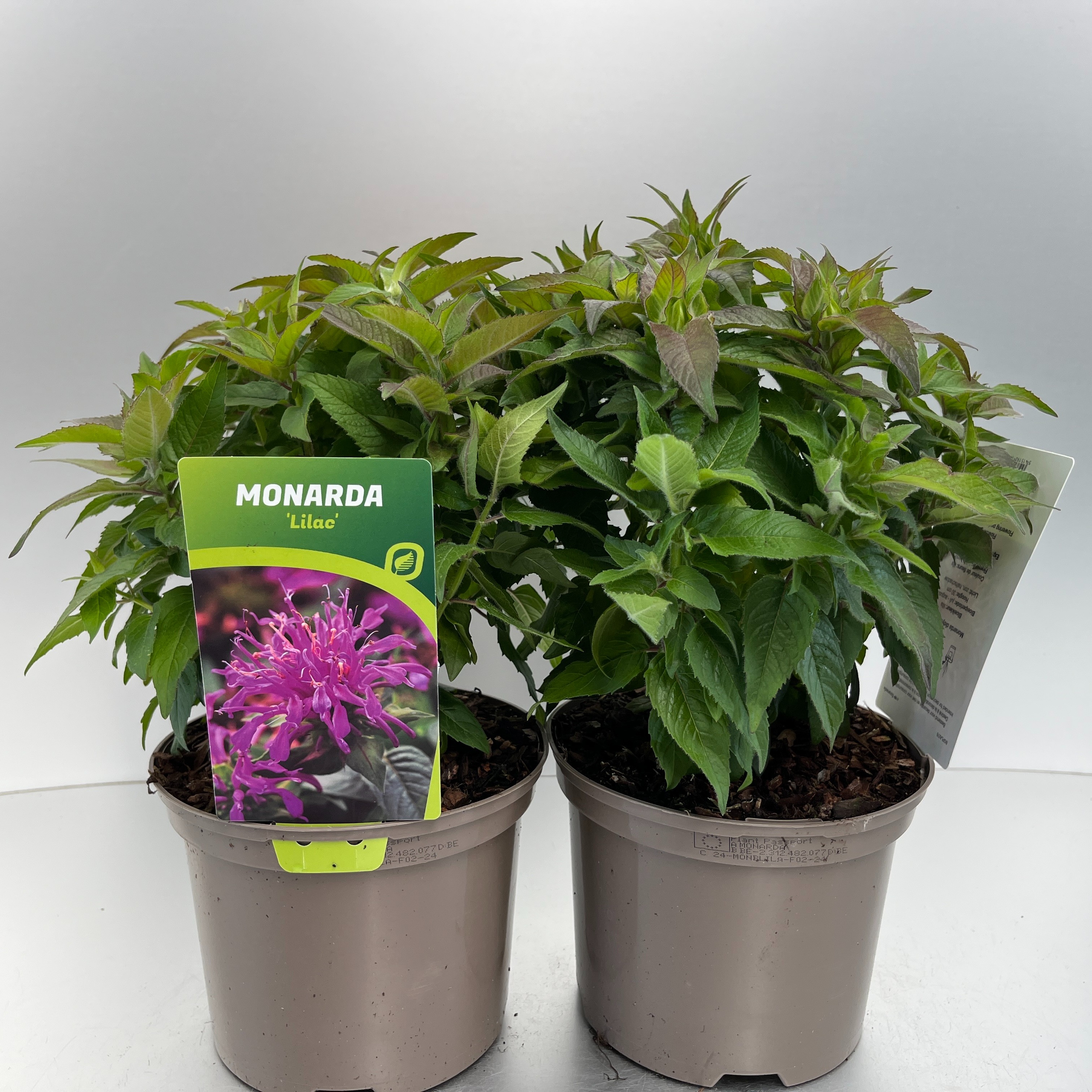 Picture of Monarda didyma Balmy Lilac P17 (2 Ltr)