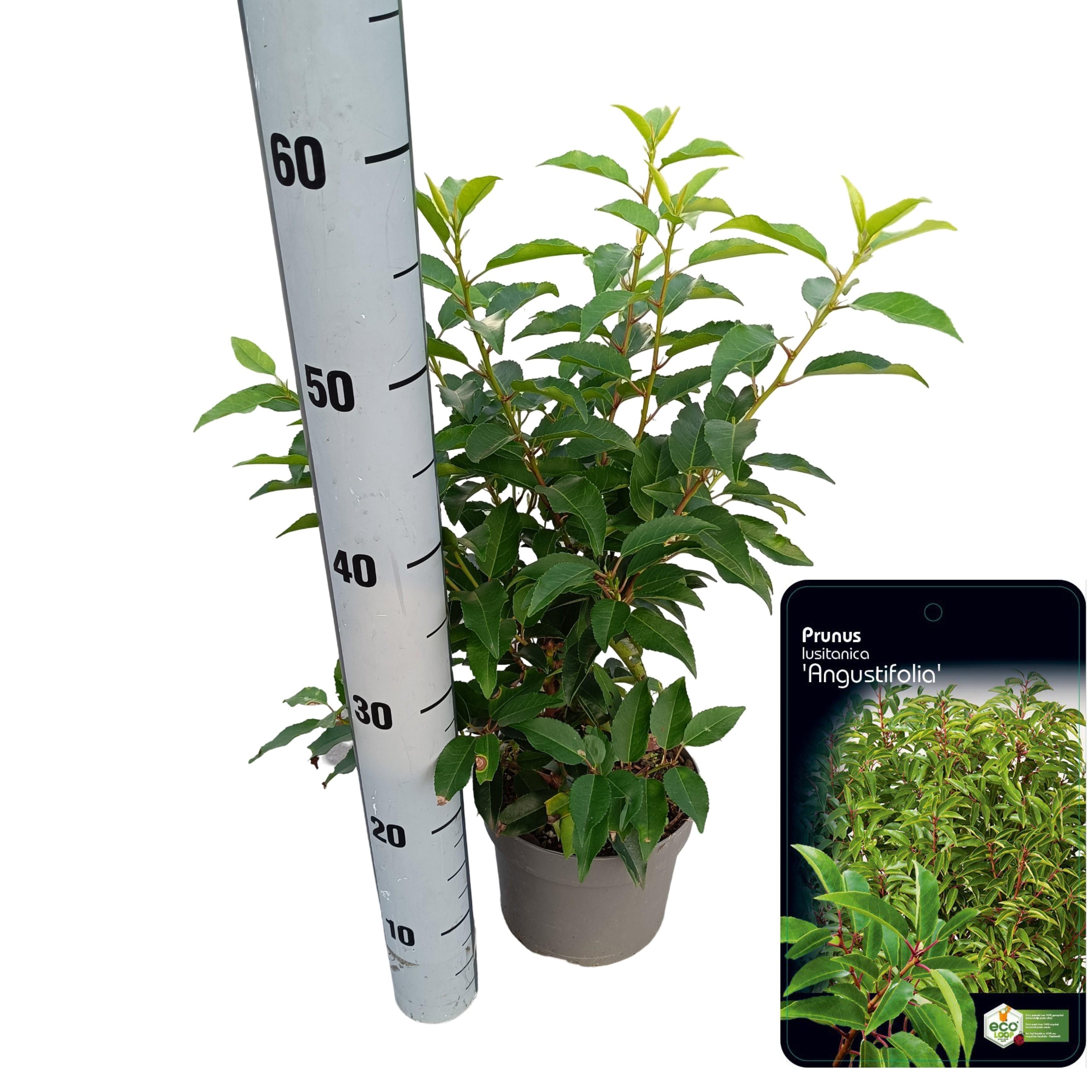 Picture of Prunus lusitanica 'Angustifolia'