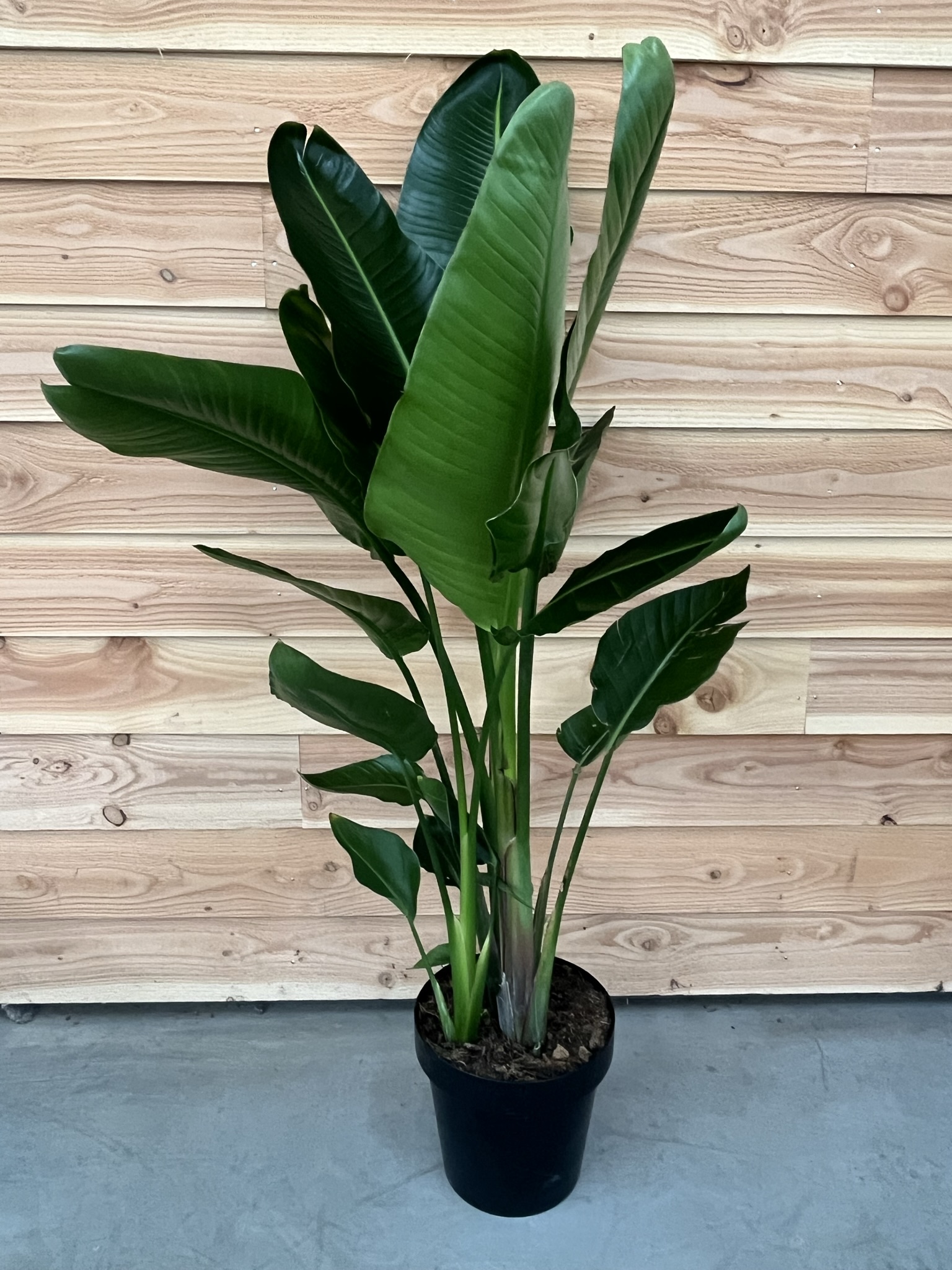 Picture of Strelitzia augusta P30 (12 Ltr) (LOOSE)