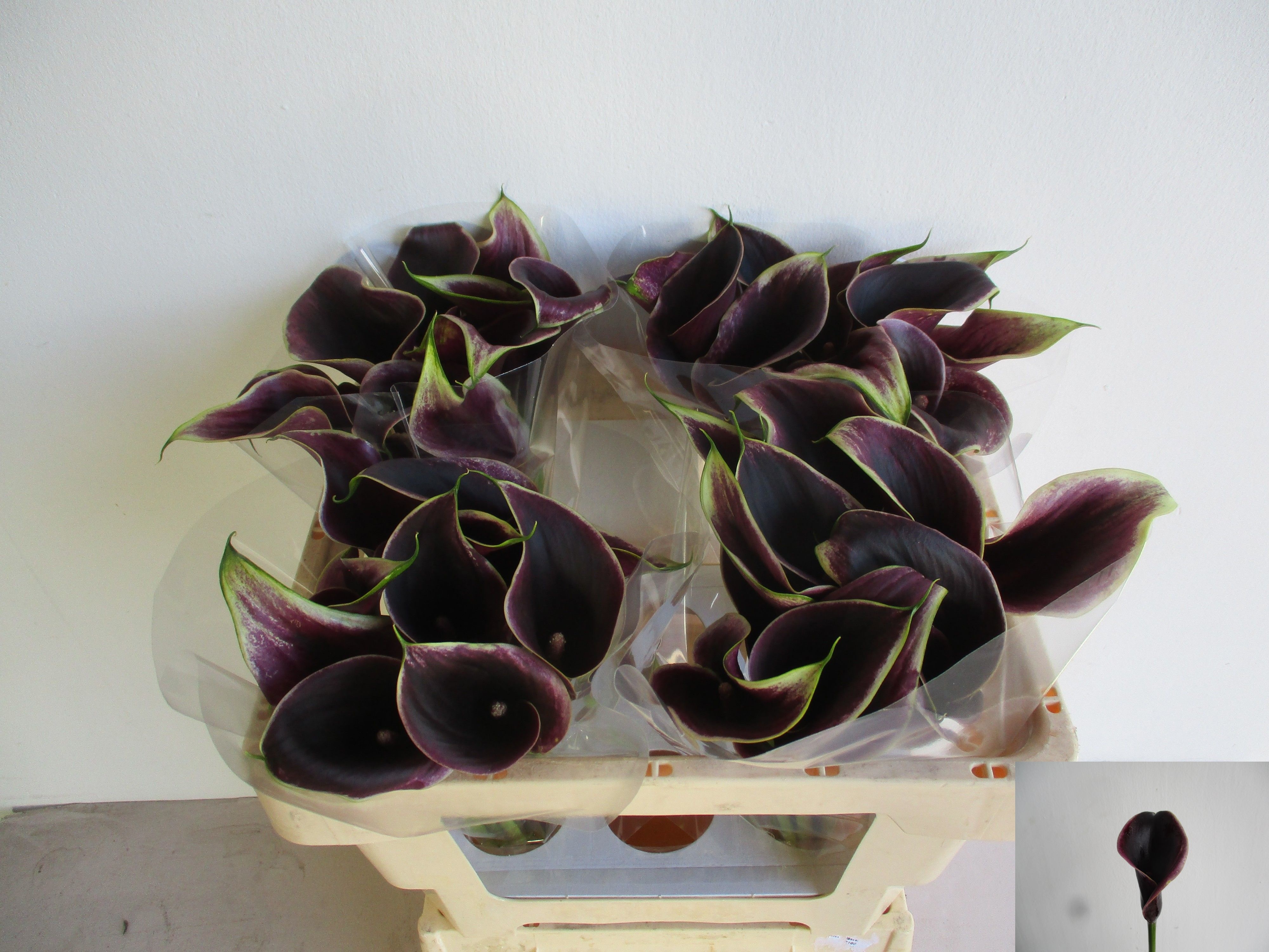 Calla Dubai Nights 50cm