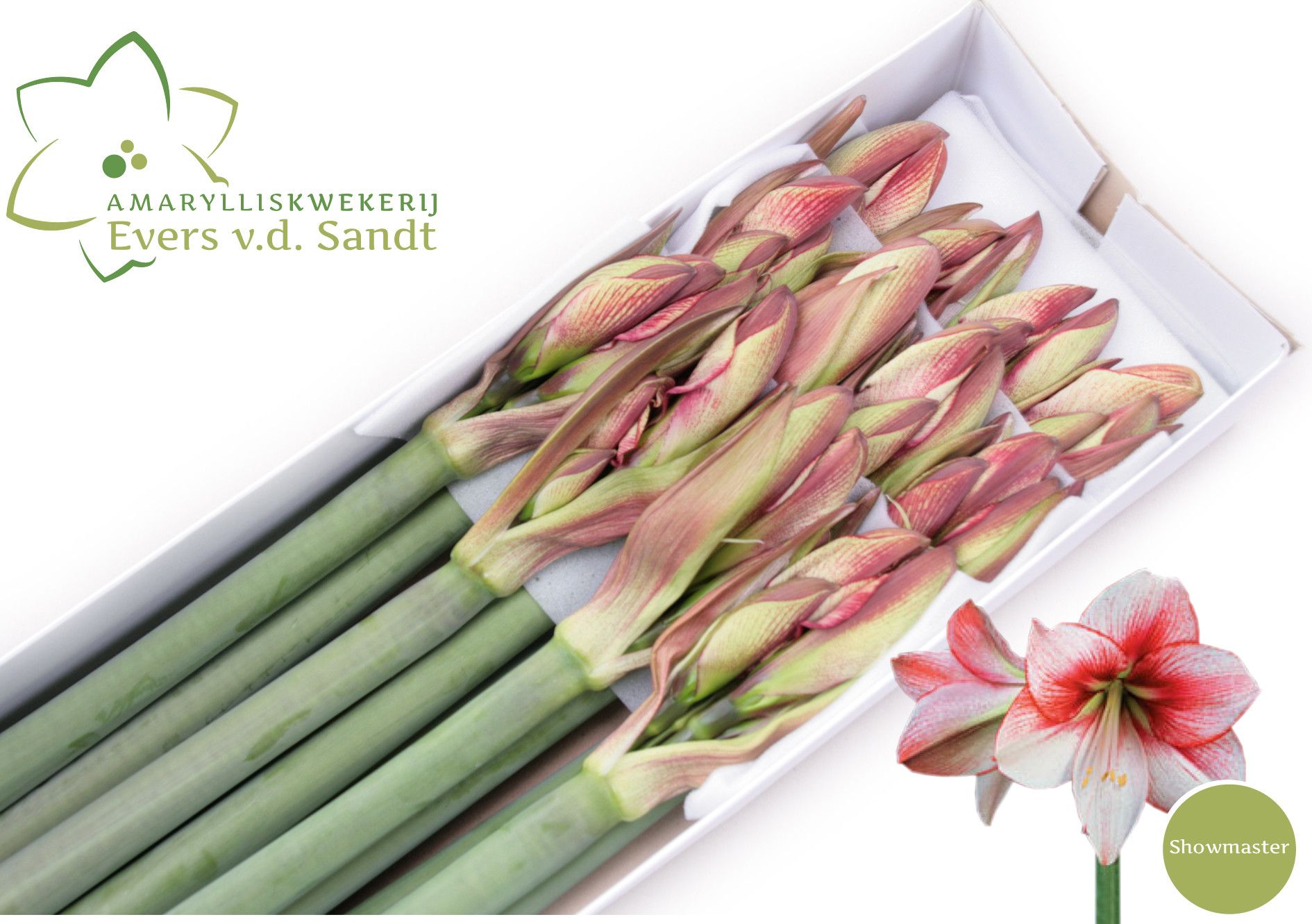 Hippeastrum Showmaster 4bl