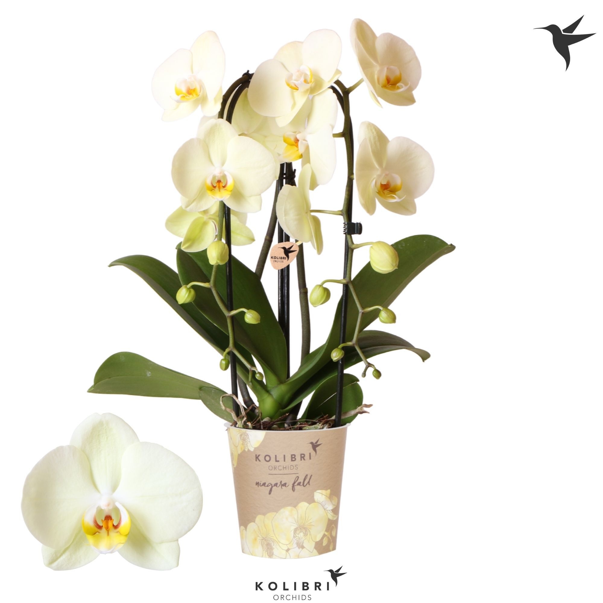 Phalaenopsis Kolibri Orchids Phalaenopsis Cascade Niagara Fall Bright Mira 2 spike