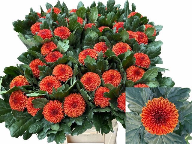 Chrys Single Kiev Bi-color 80cm 80gram