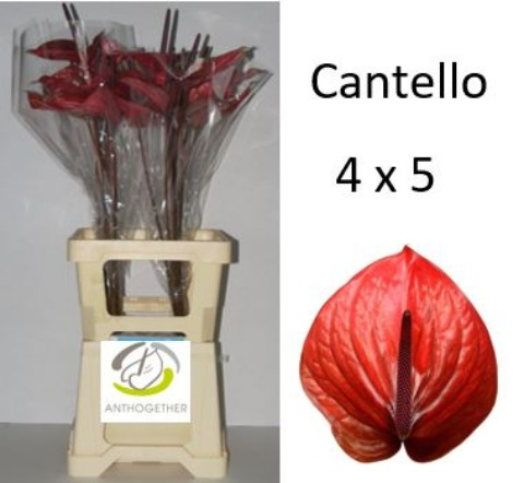 Anth A Cantello