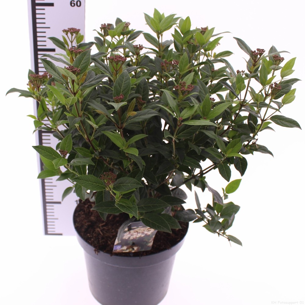 Picture of Viburnum tinus 'Ladybird' PBR