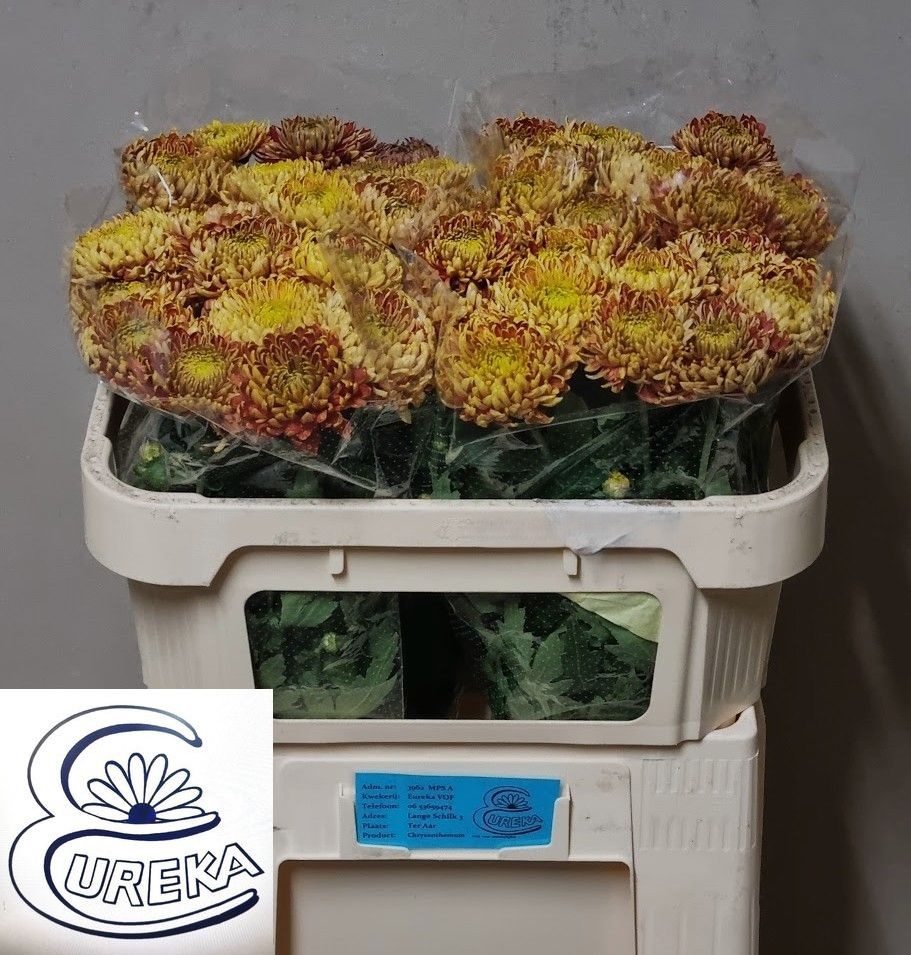 Chr G Bislet Red 60cm 30gram