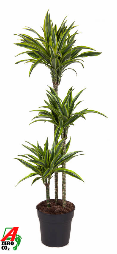 Picture of Dracaena Lemon Lime 90-60-30 P24 140CM