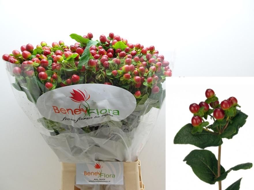 Hypericum Magical Season Big Brown 70cm